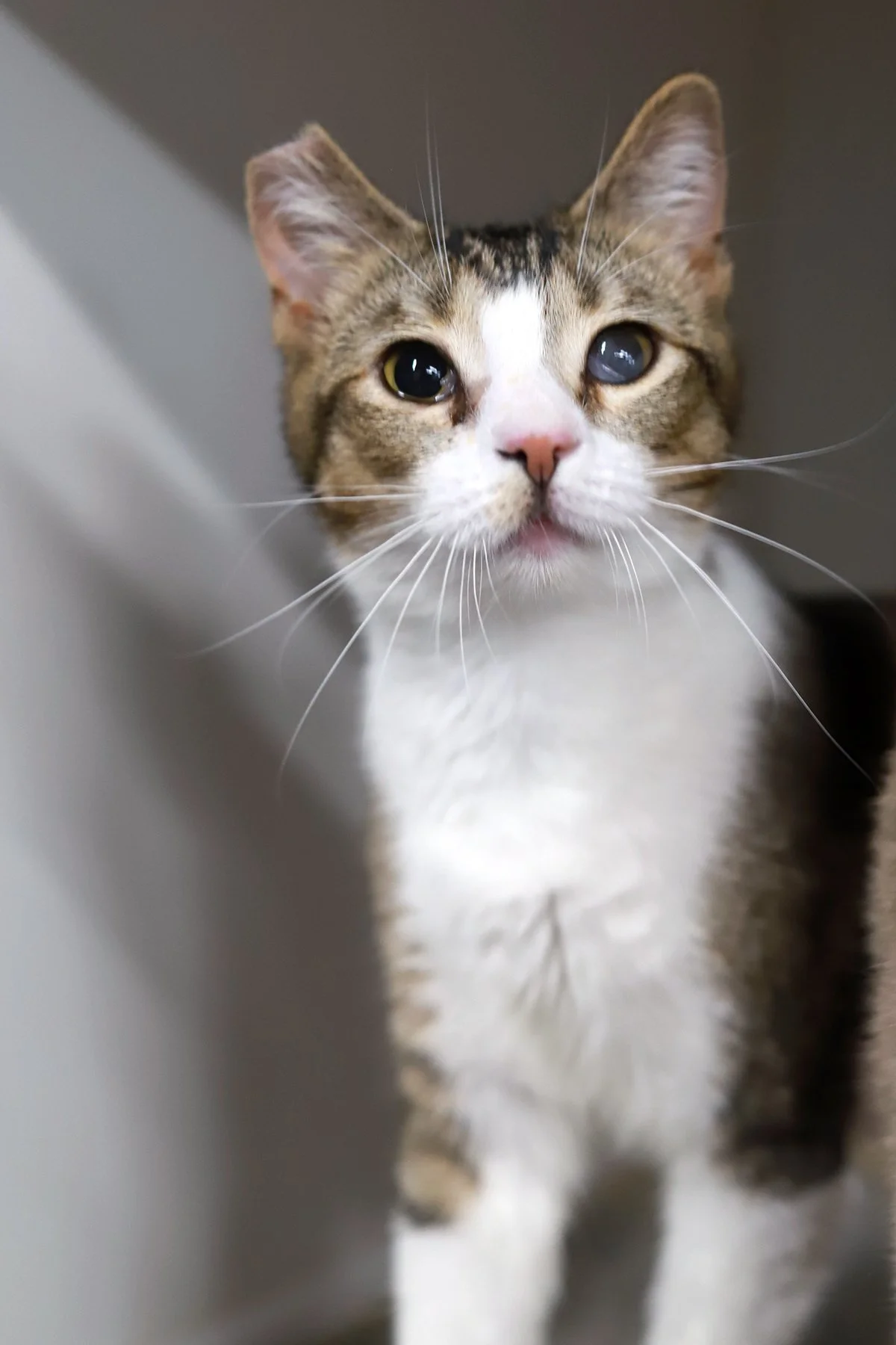 a little brown tabby and white cat with perky whiskers