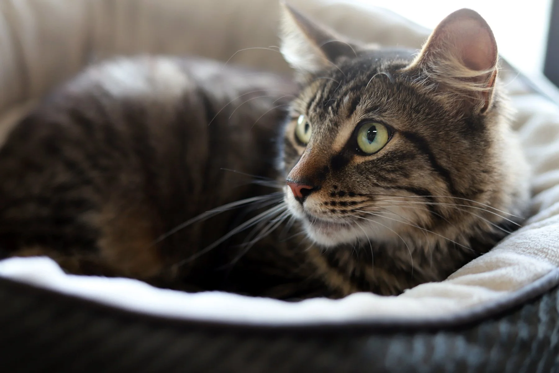 a fluffy brown tabby in a bed