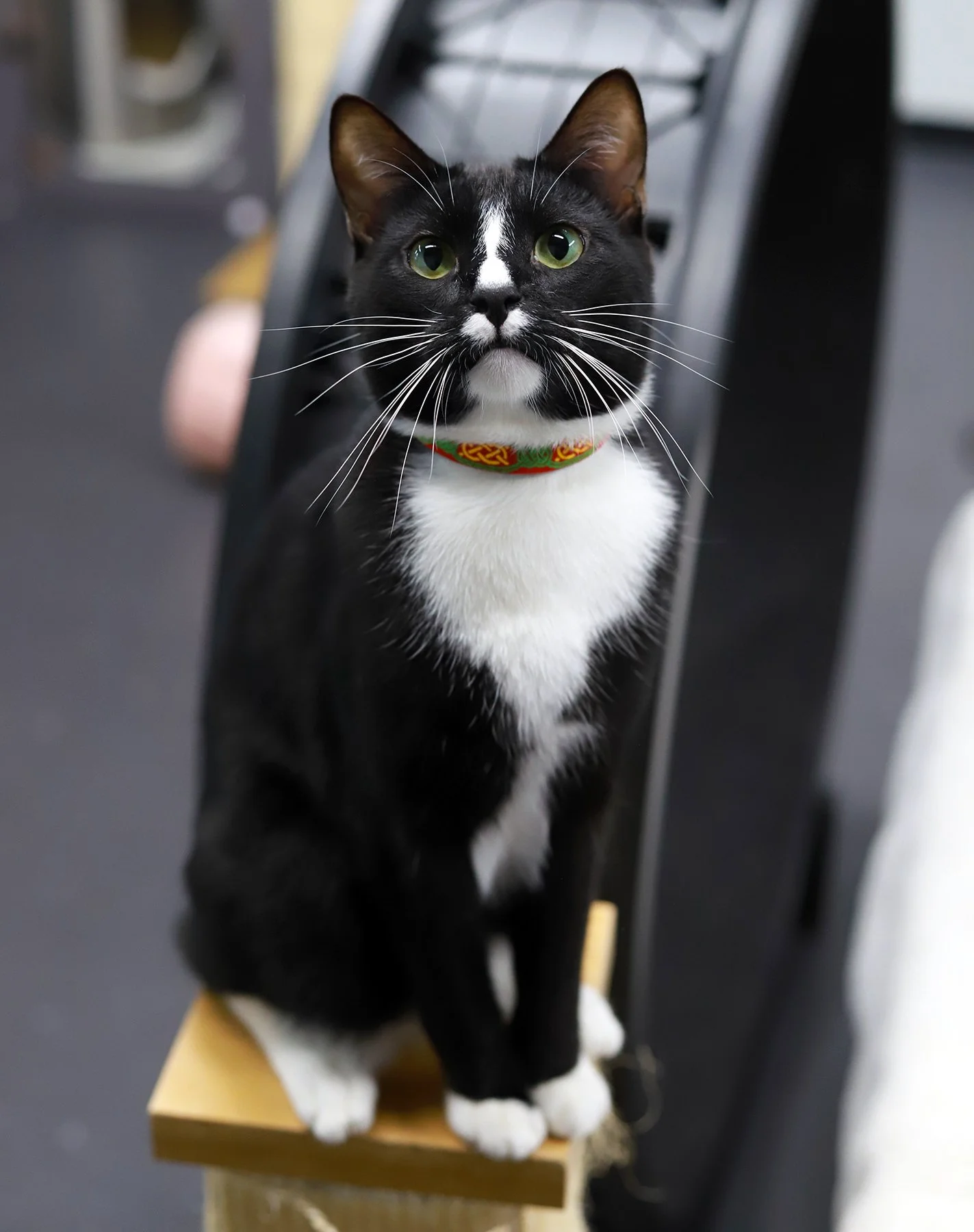 A black and white tuxedo kitty