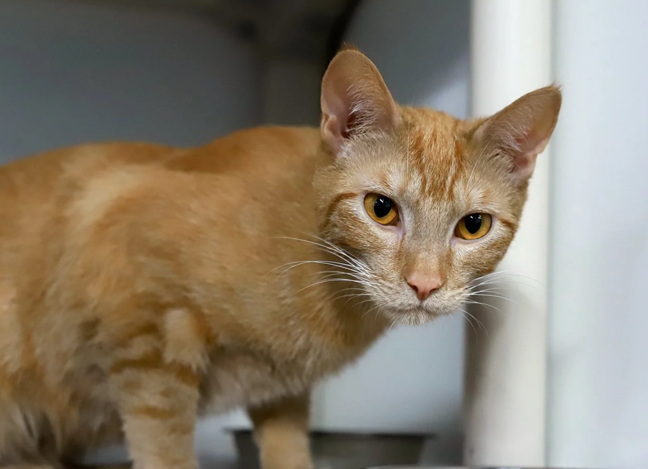 a dark, rusty ginger cat with dark gold eyes