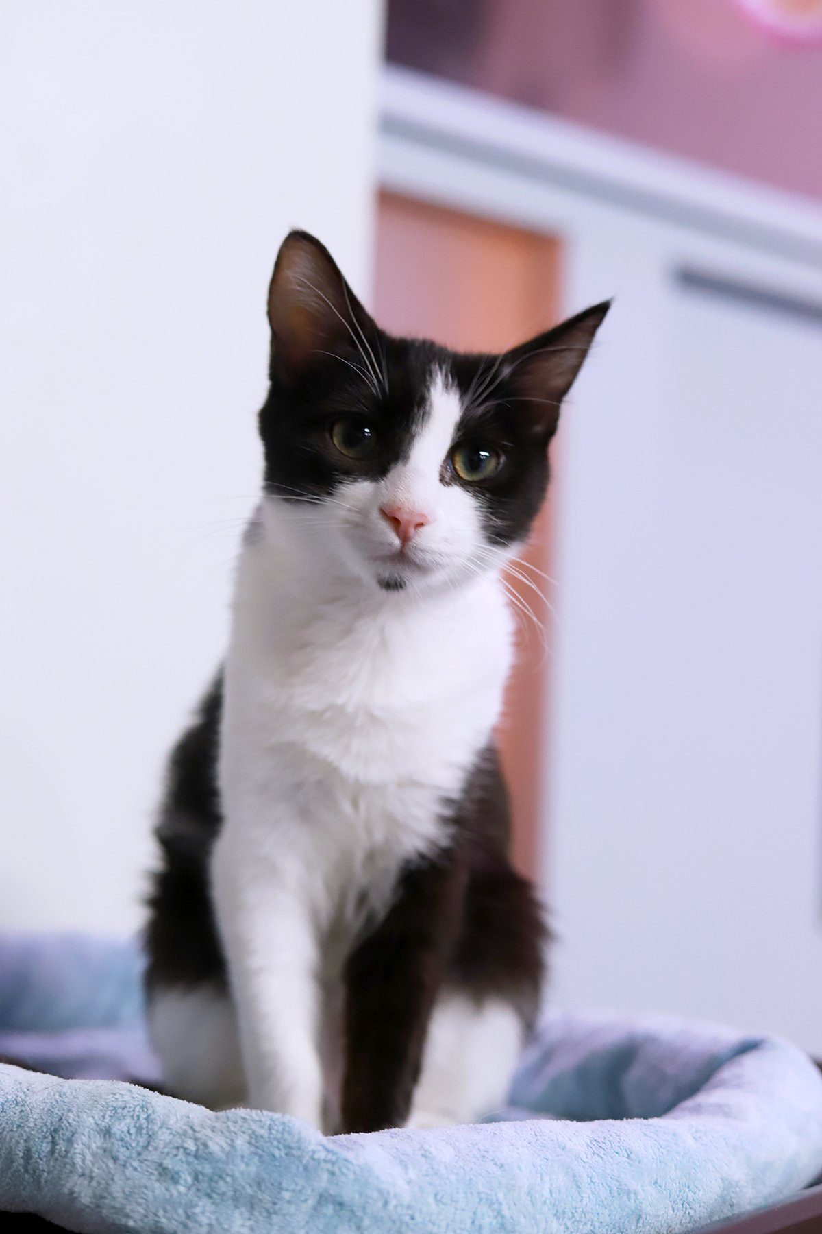 a black and white kitten with a pink nose and little black chin spot