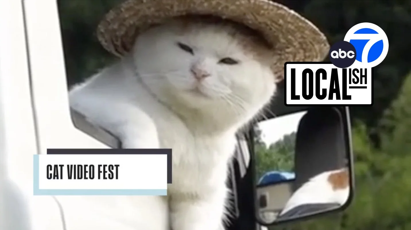 CatVidFestLocalish.jpg