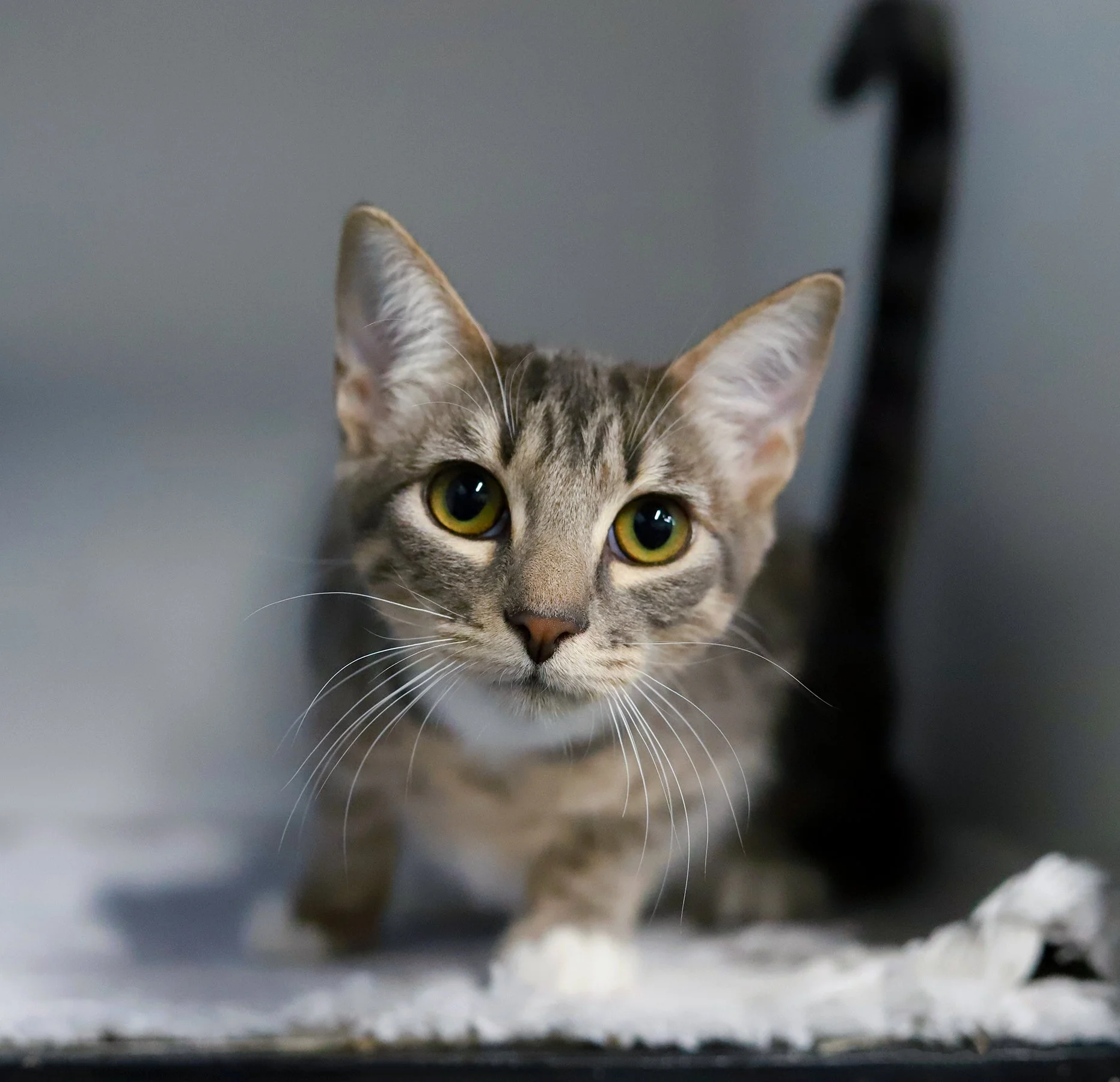 a little grey tabby cat with her tail in the air