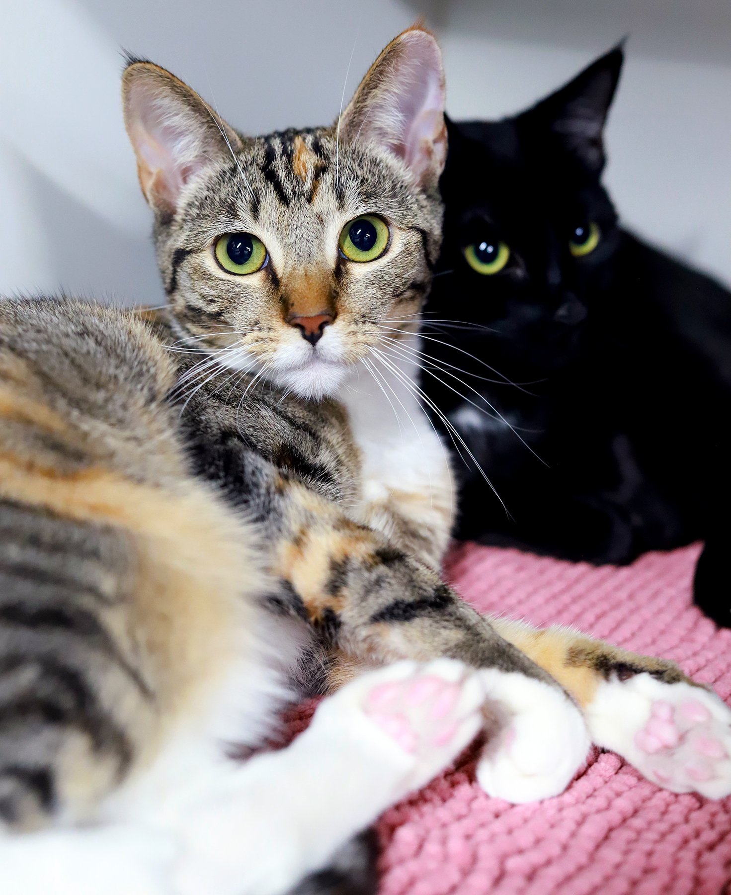 A calico tabby cat with bright green eyes looks at the camera, while snuggled against a little black cat in the background