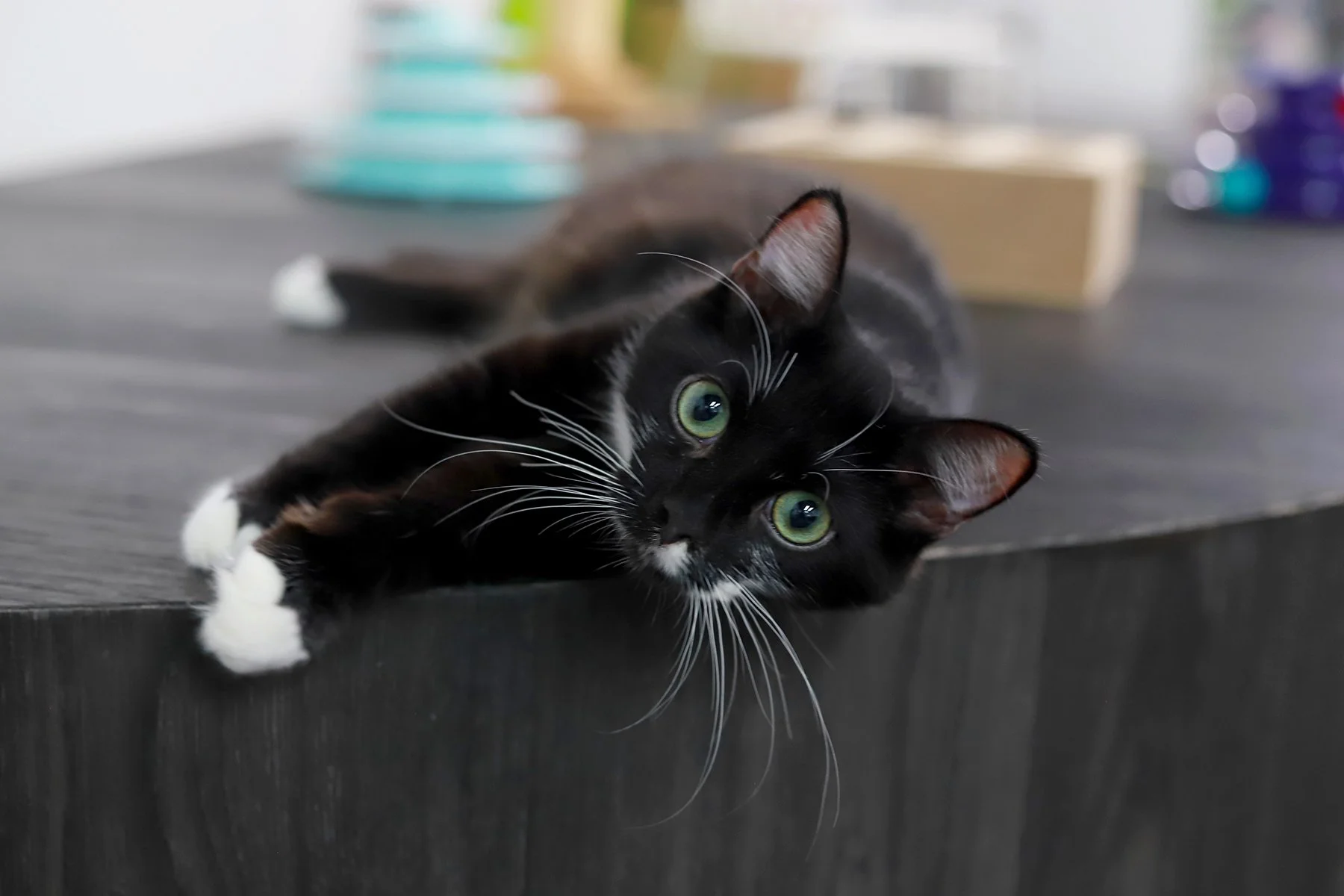 a fluffy tuxedo kitten with big whiskers and green eyes lays on a step