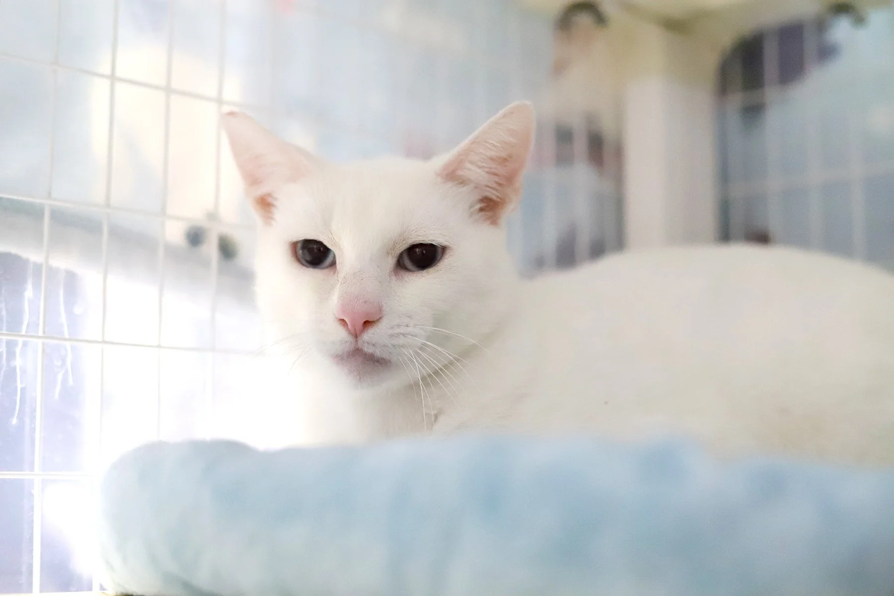 a white kitty on a blue bed