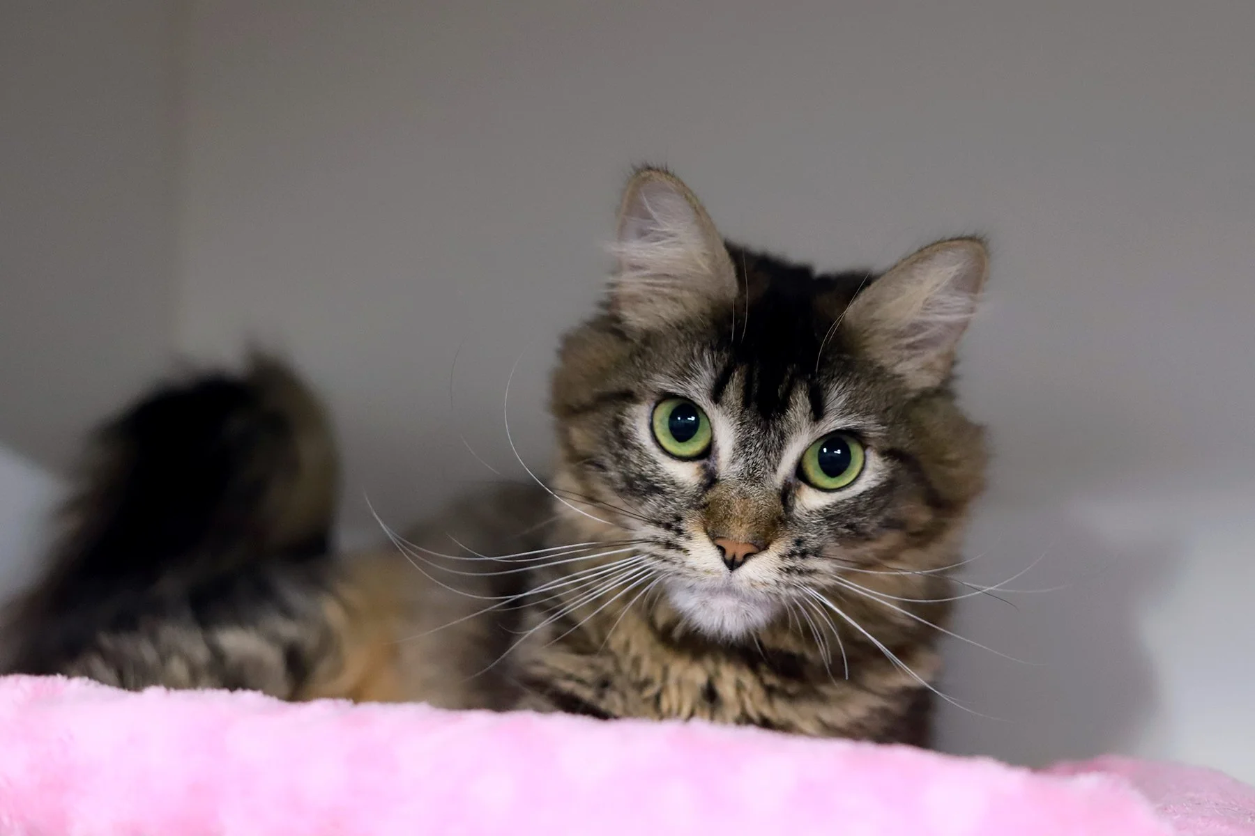 A brown tabby with long hair and green eyes peers out from a pink bed