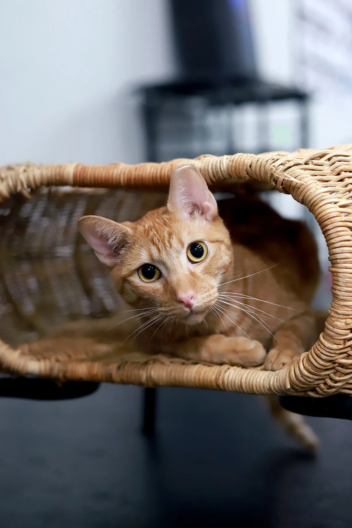 a red orange cat with a head tilt