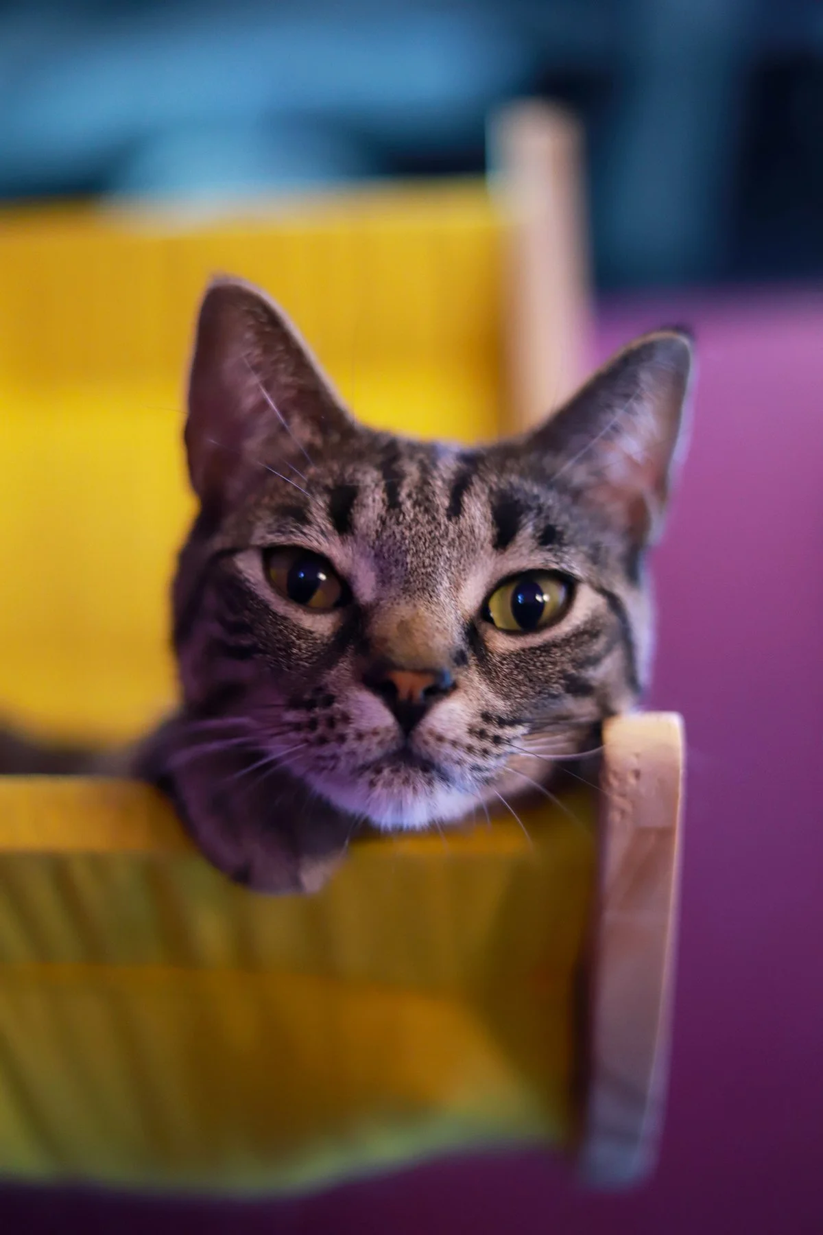 A dark tabby cat with big eyes