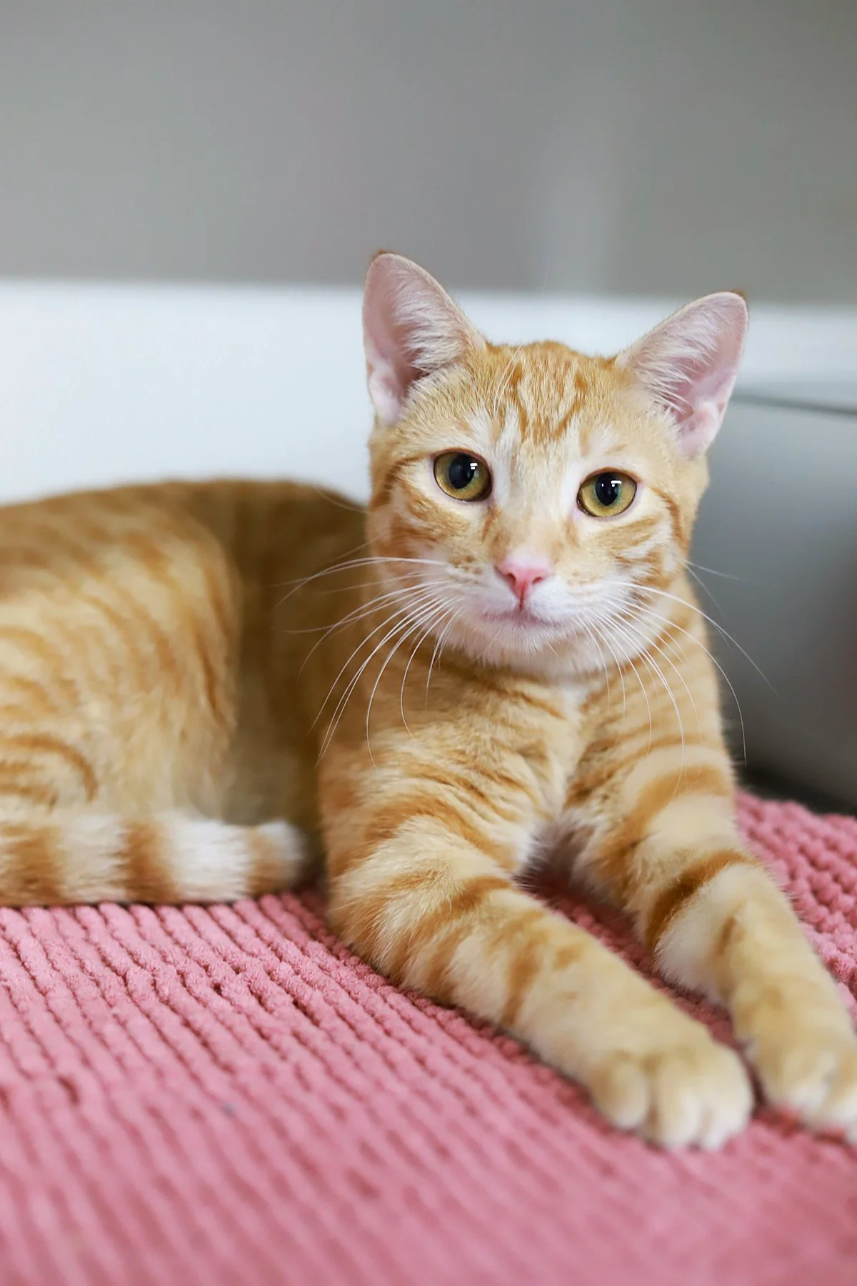 A little orange kitten looks plaintively at the camera