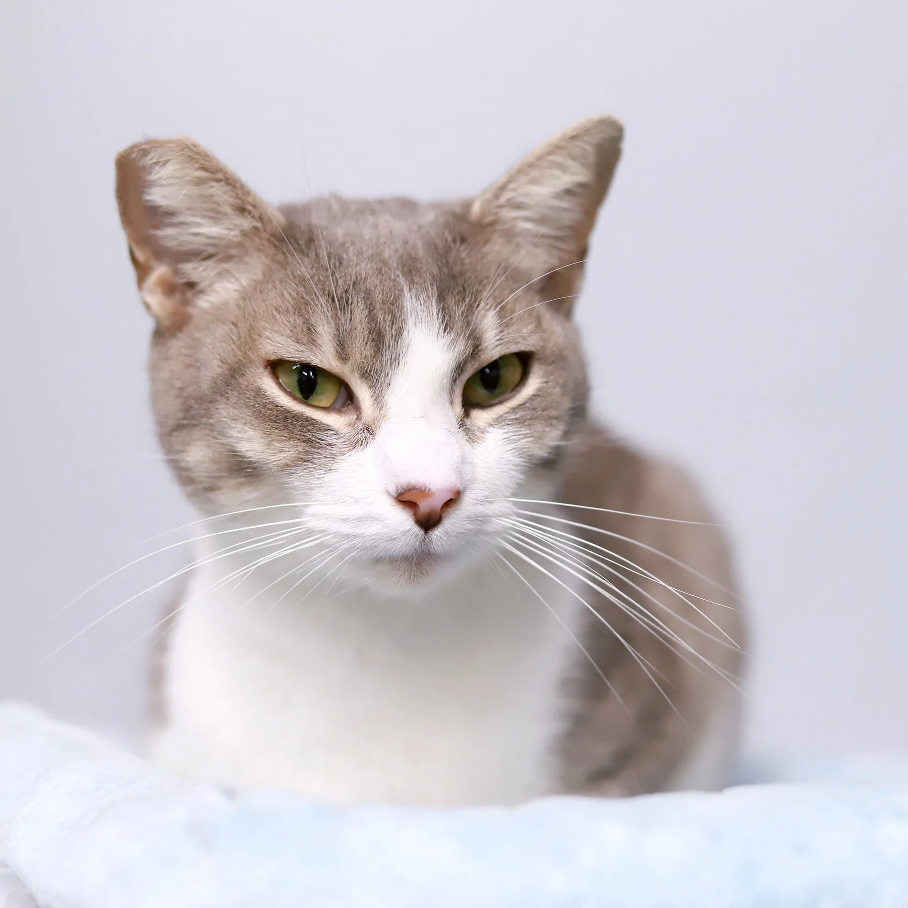 a grey and white kitty with a twinkle in her eye