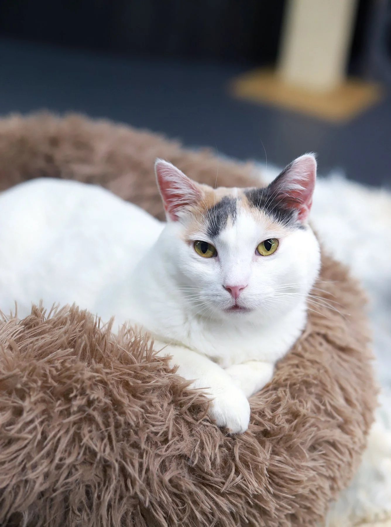a white and dilute calico kitty sits in a fuzzy bed with her paws crossed
