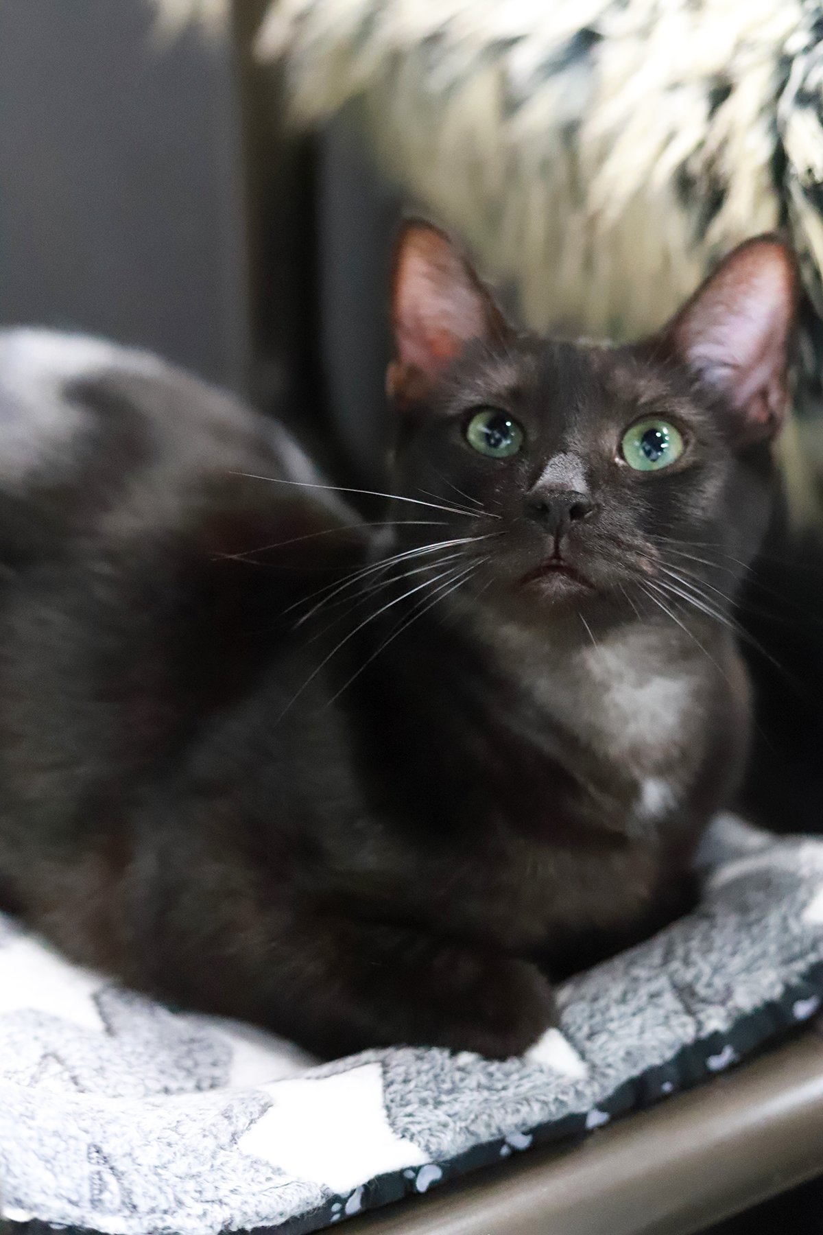 a smoke coat black tabby with green eyes 