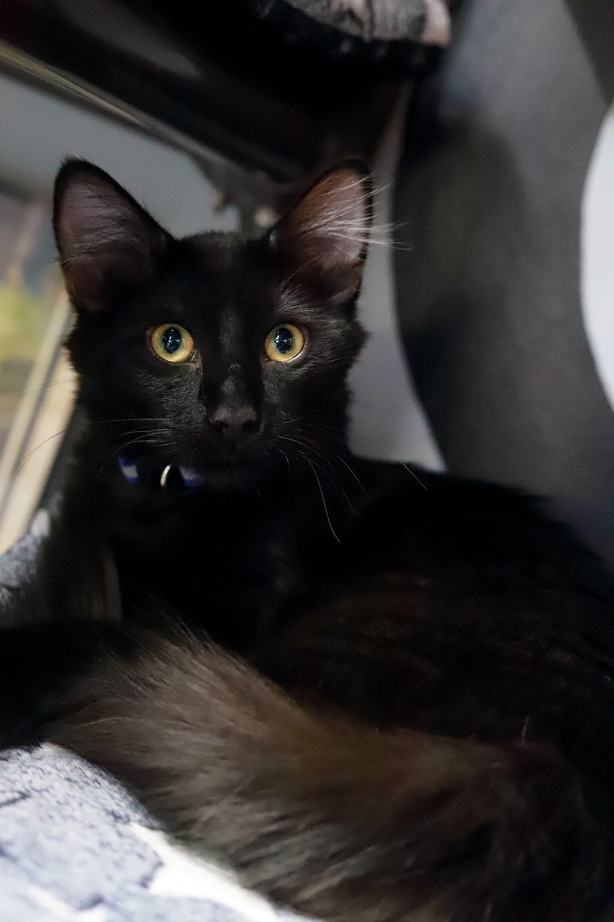 A fluffy black kitten with gold eyes and a blue collar