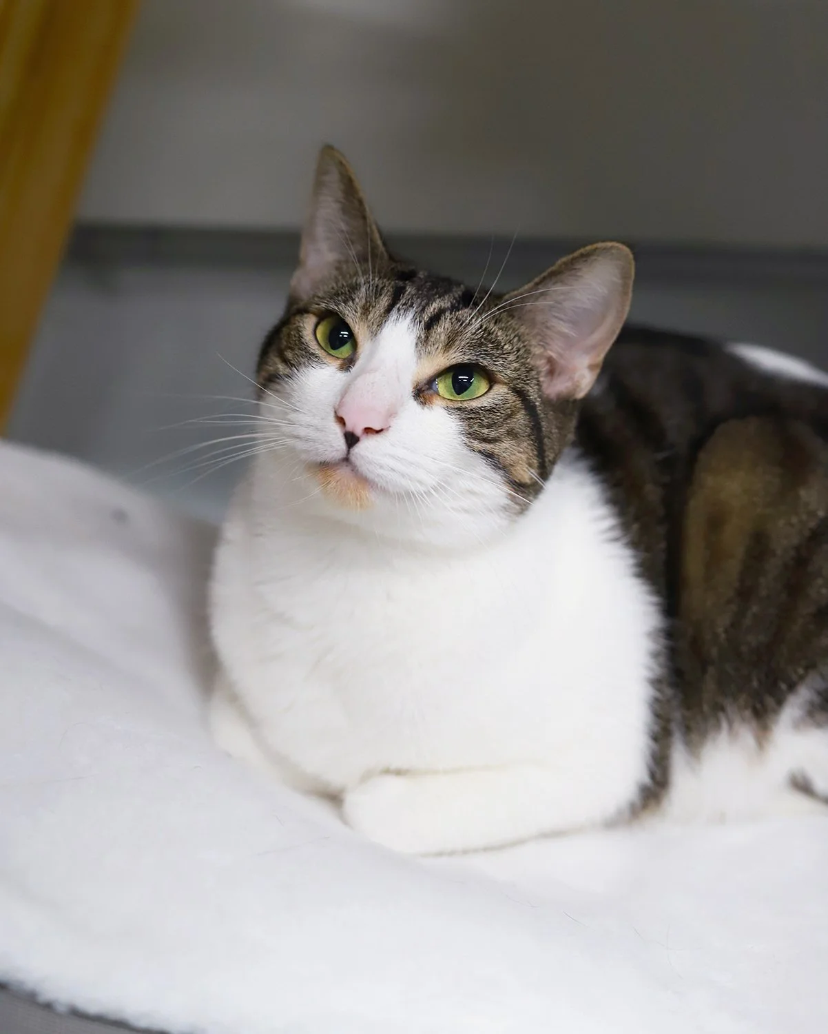 a brown and white tabby cat with bright green eyes