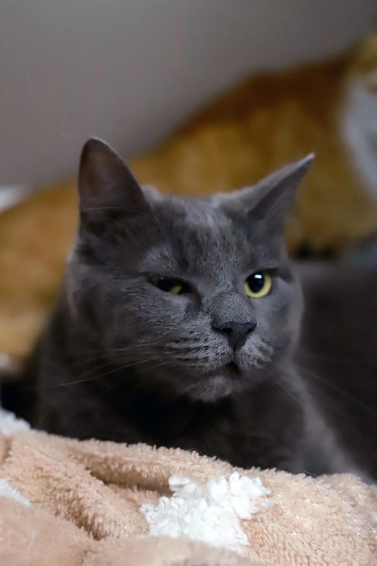 a sly looking grey kitty with a big muzzle