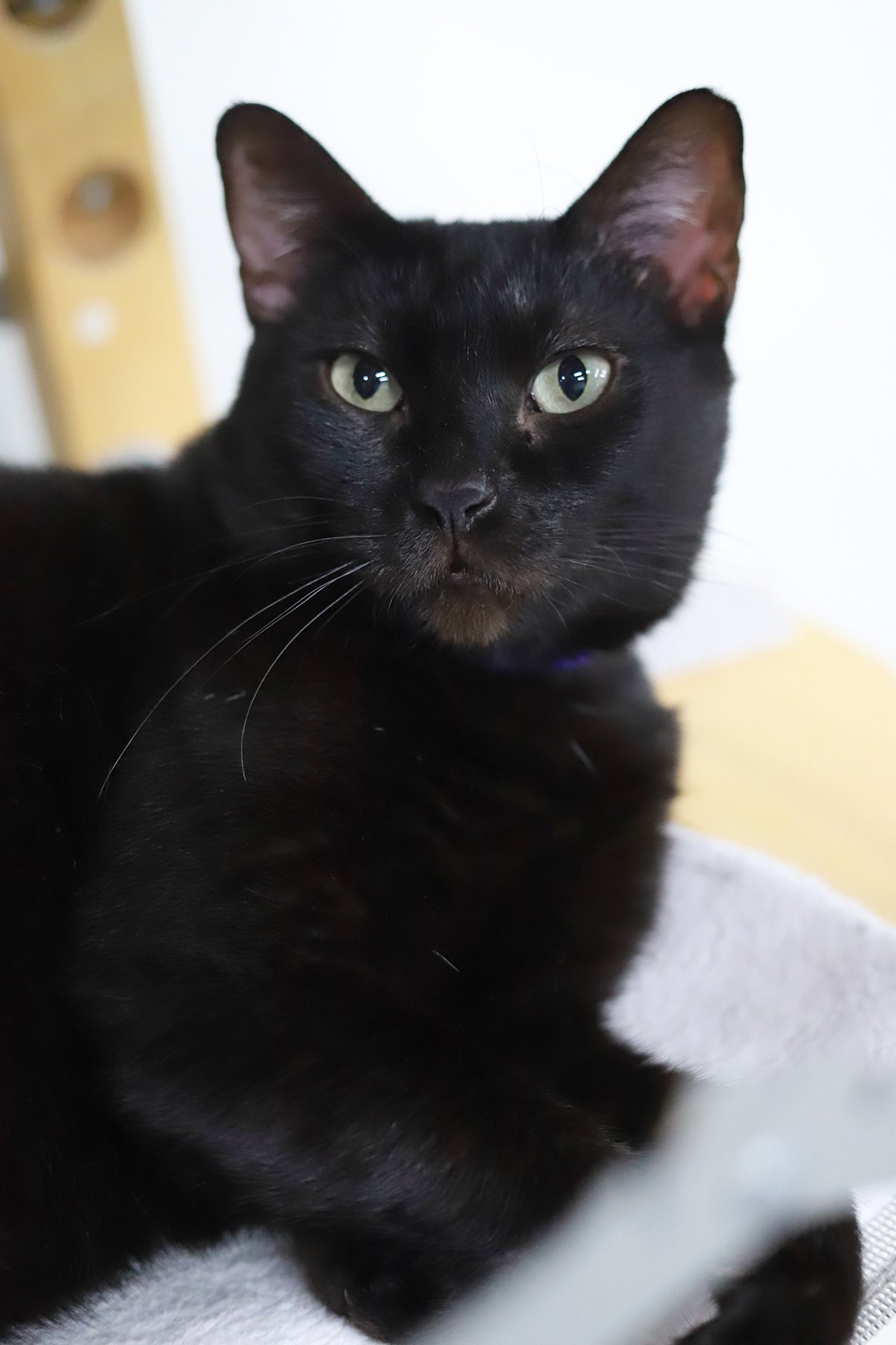 a black cat peering over her sholder