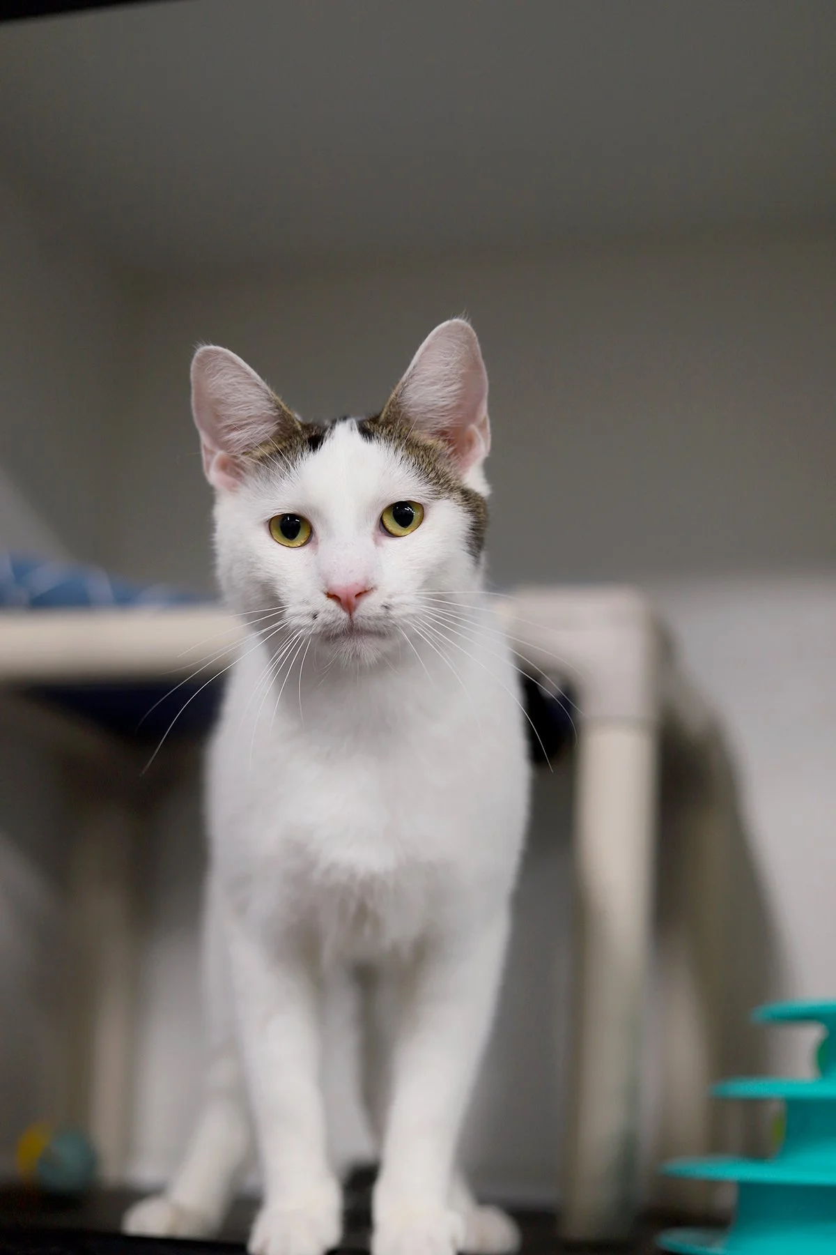 A white cat with a little tabby marking hat, gazes soulfully at the camera