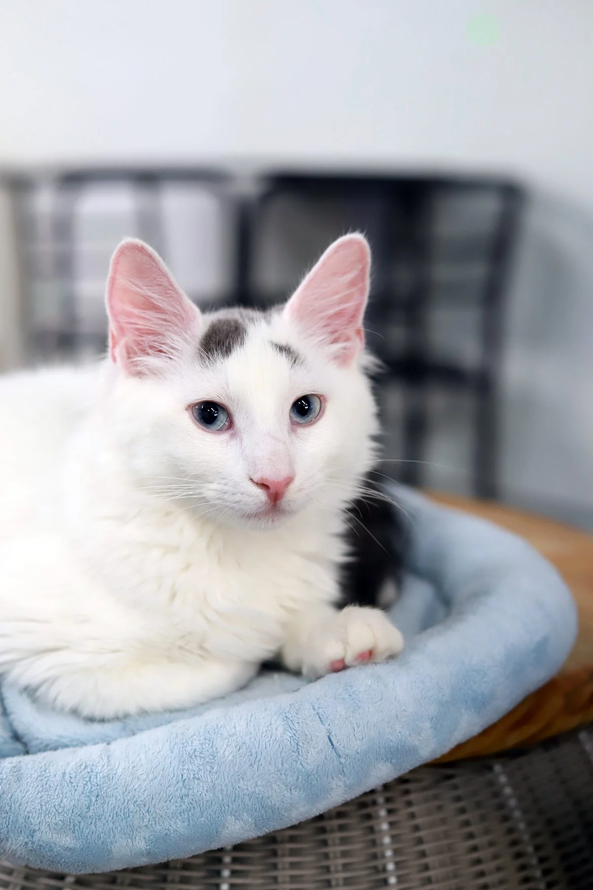a fluffy white cat with blue eyes looks at the camera