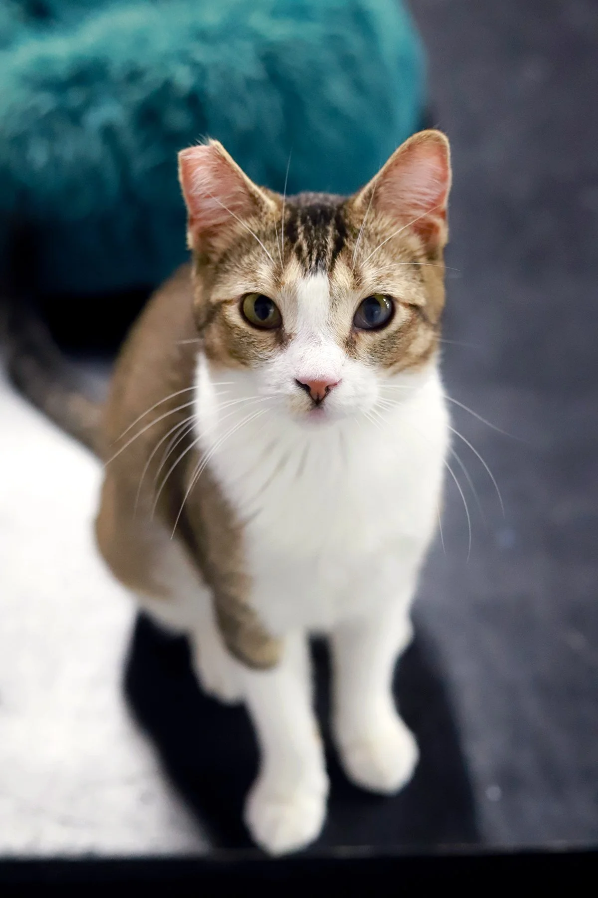 a little brown tabby and white cat with perky whiskers