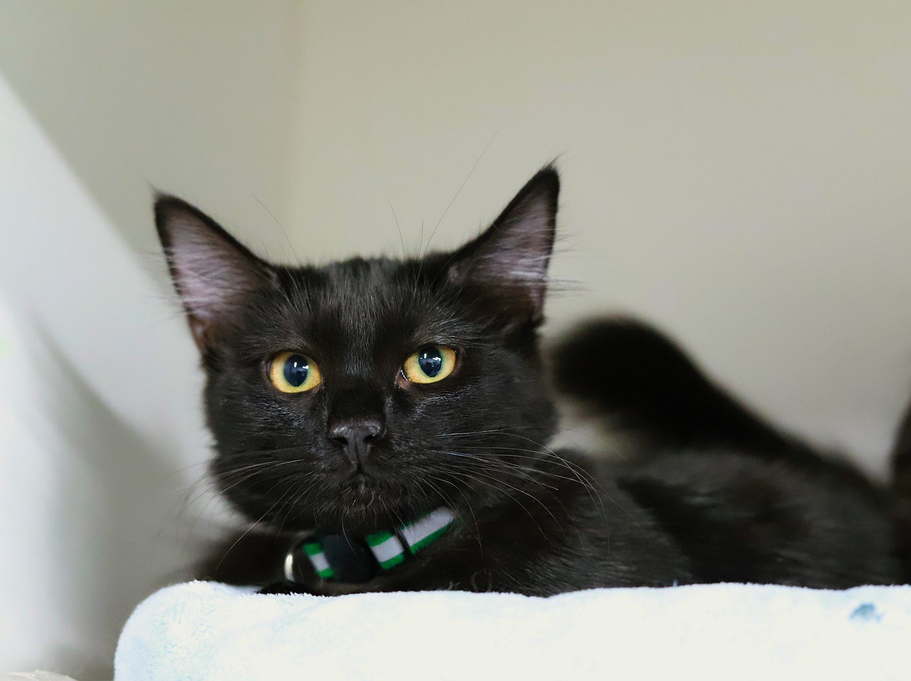 a small fluffy black kitten