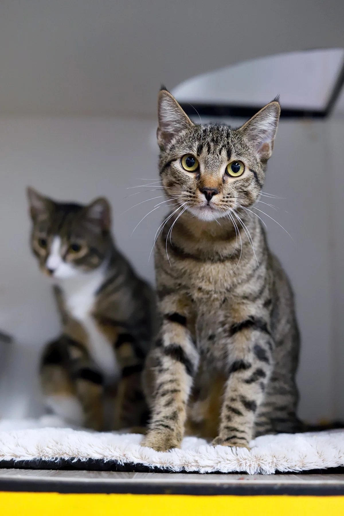 a little brown tabby cat