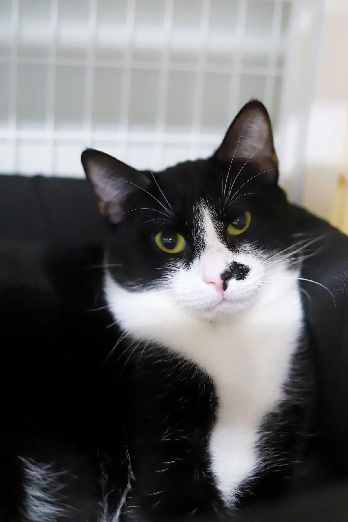 A black and white tuxedo cat with a black beauty mark on his nose