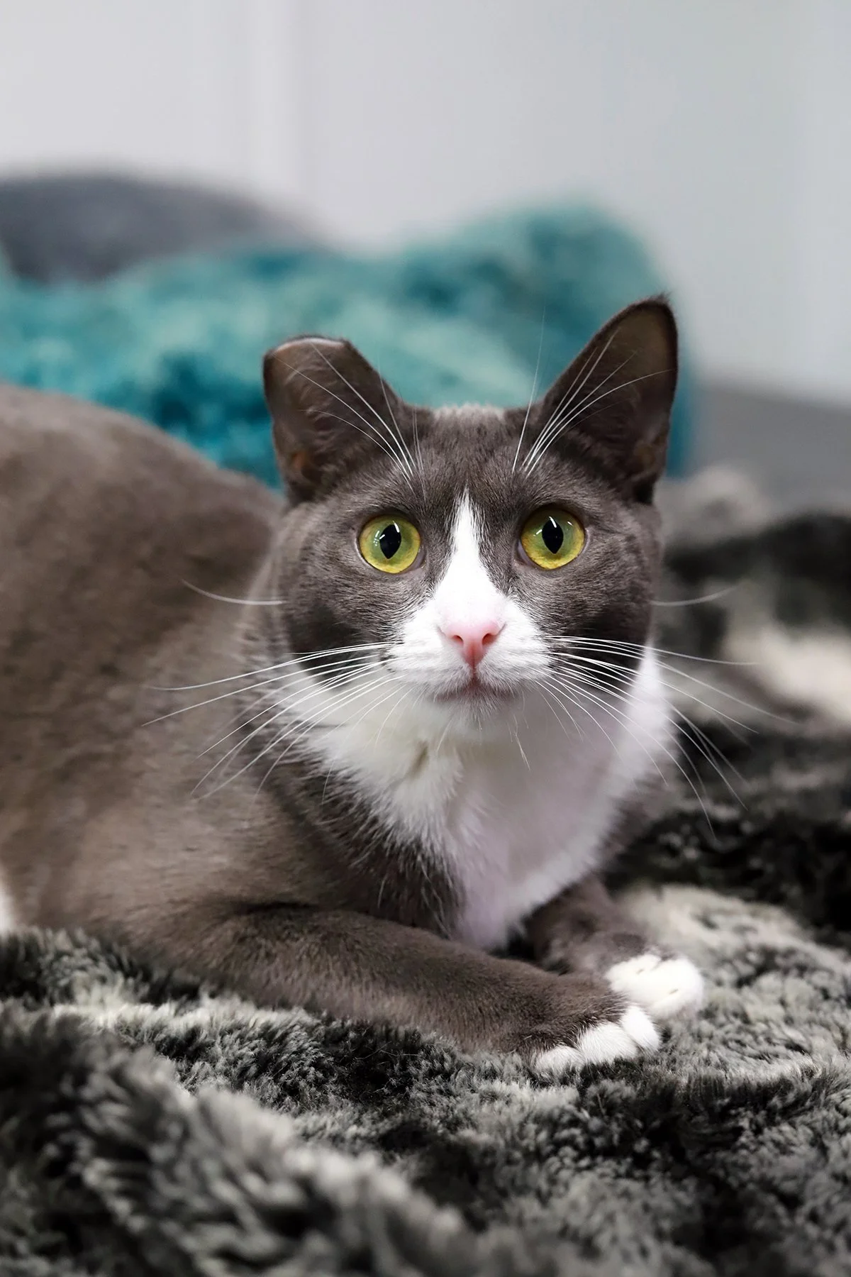 a grey and white kitty with green eyes and a light pink nose