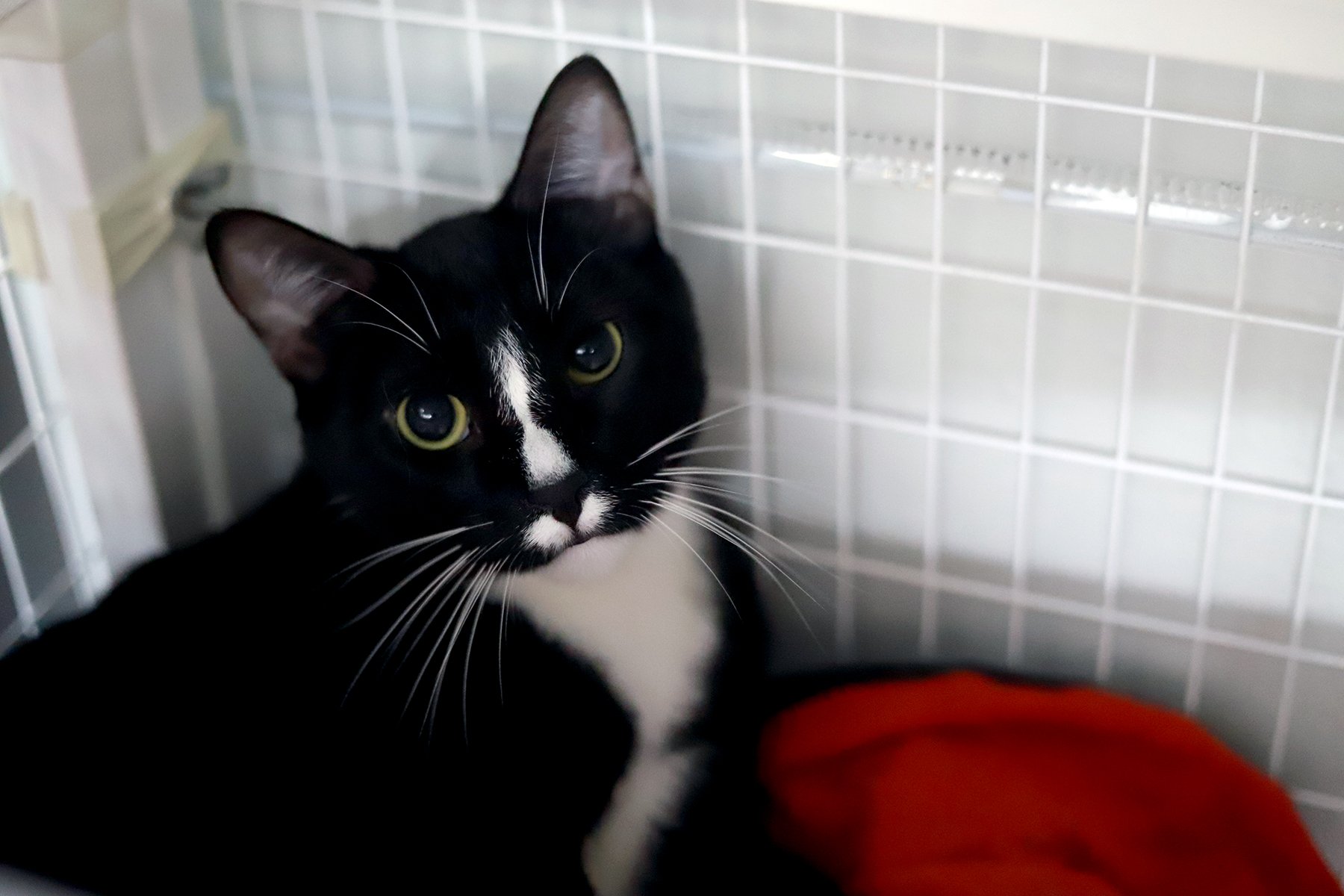 A black and white tuxedo kitty