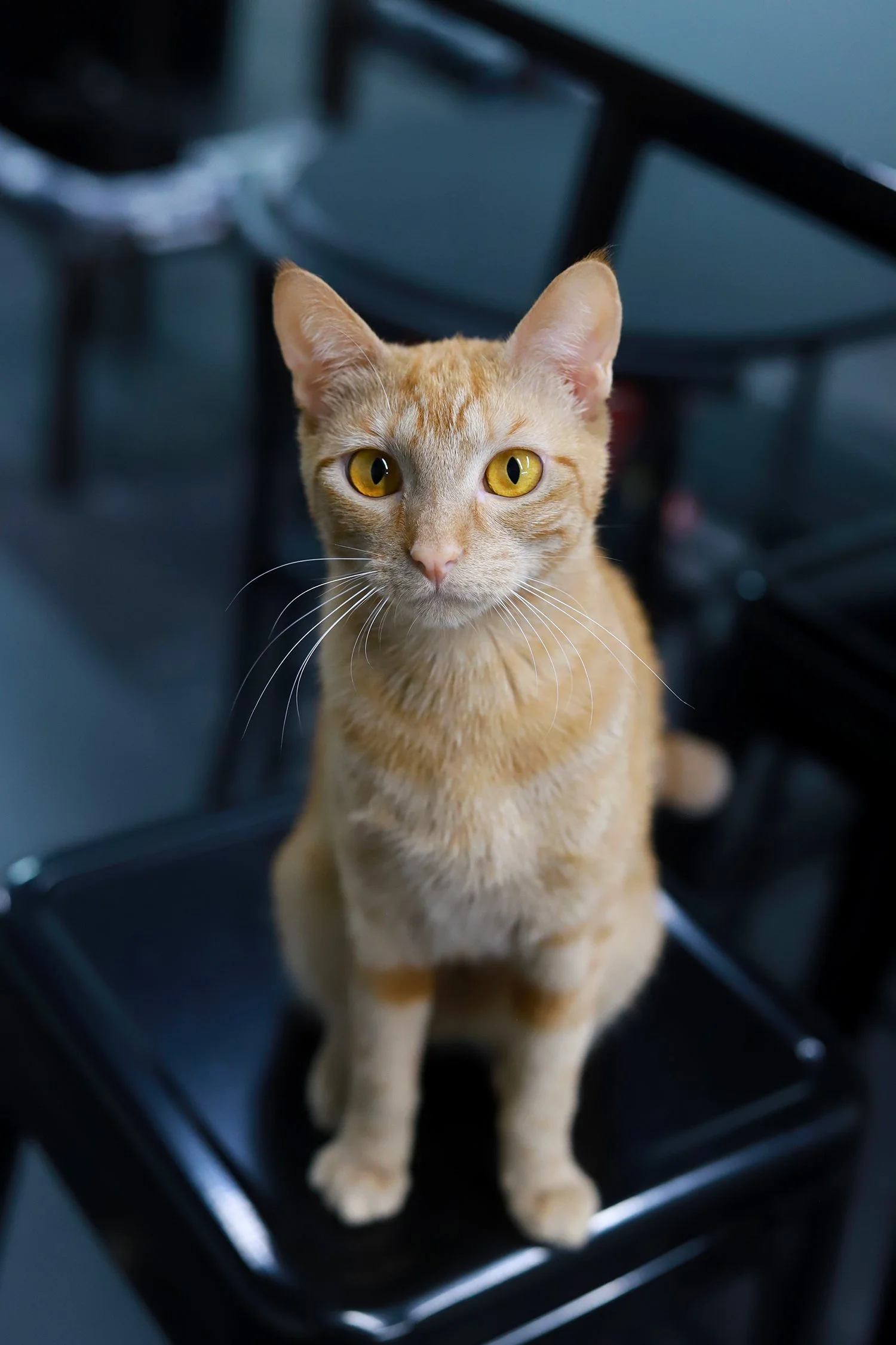 a dark, rusty ginger cat with dark gold eyes