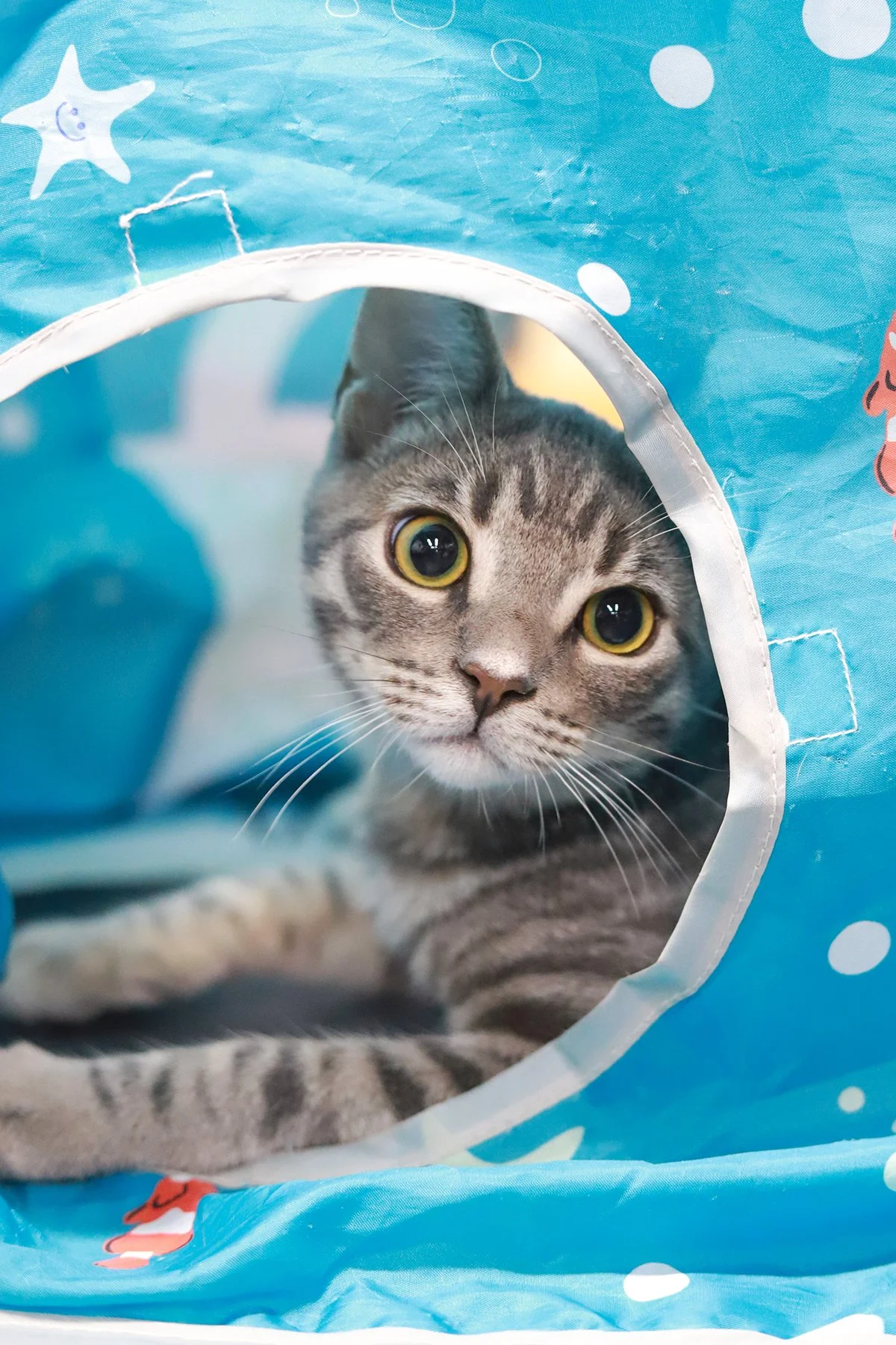 a little grey striped kitten peaks out of a blue tent
