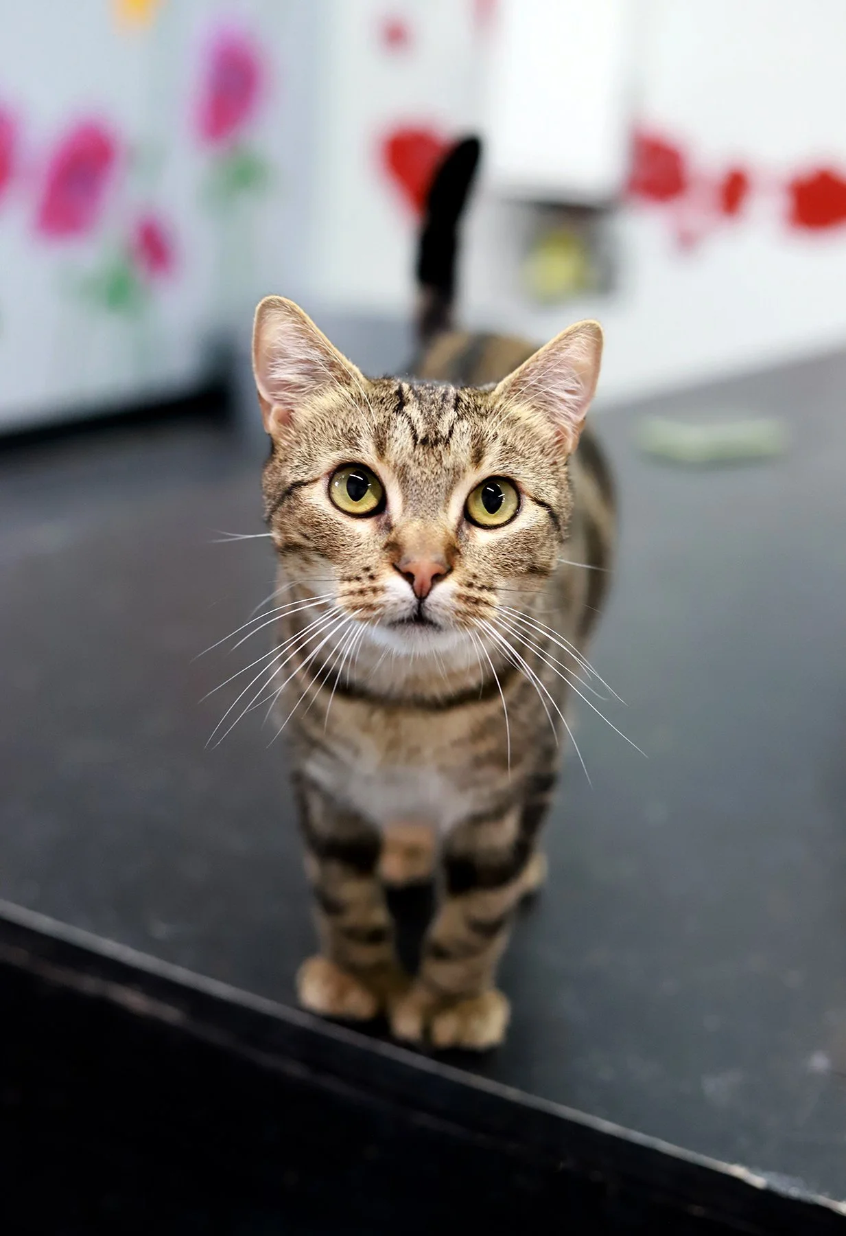 a small brown tabby cat