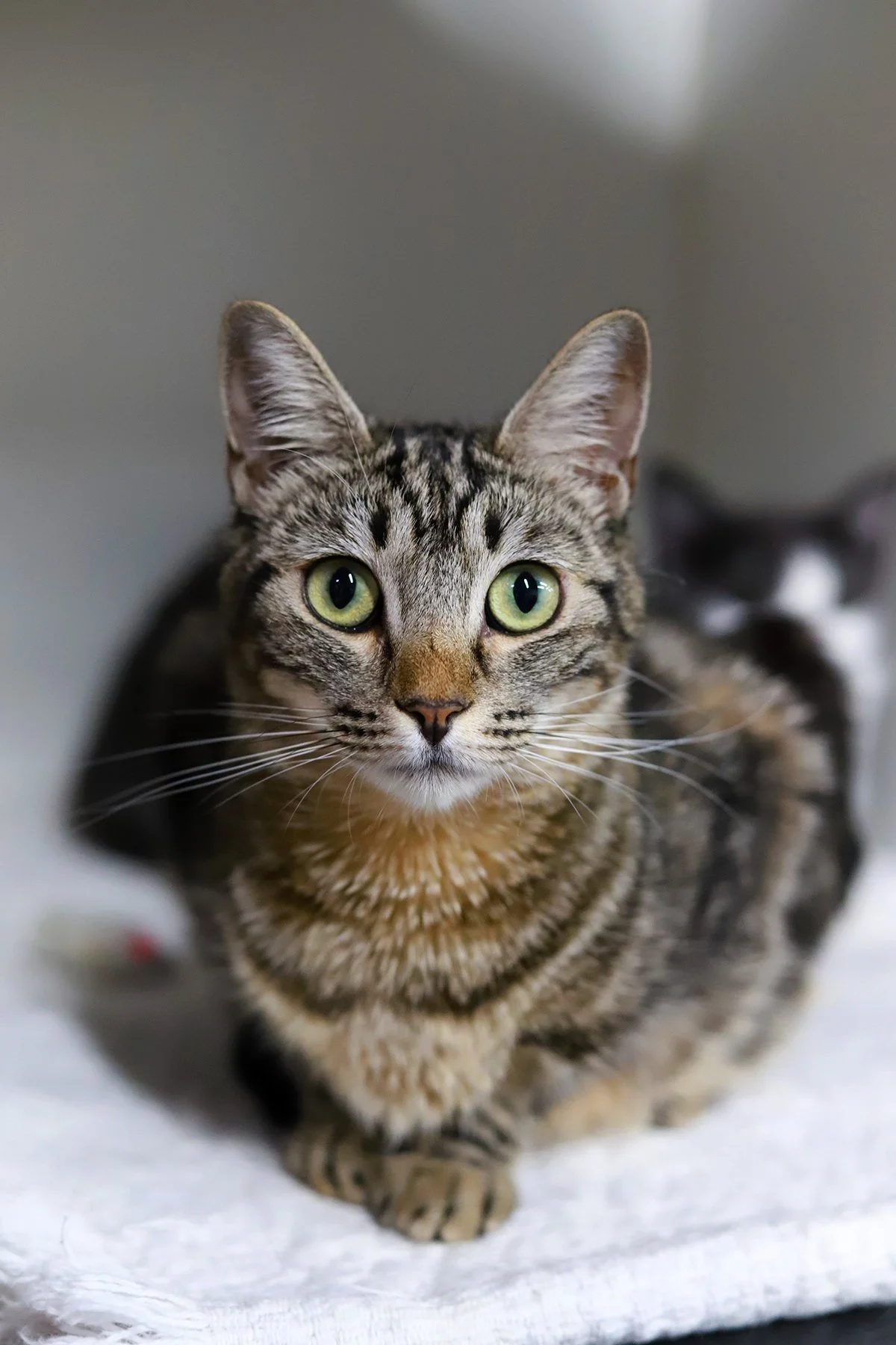 a brown tabby cat with big eyes looks at the camera