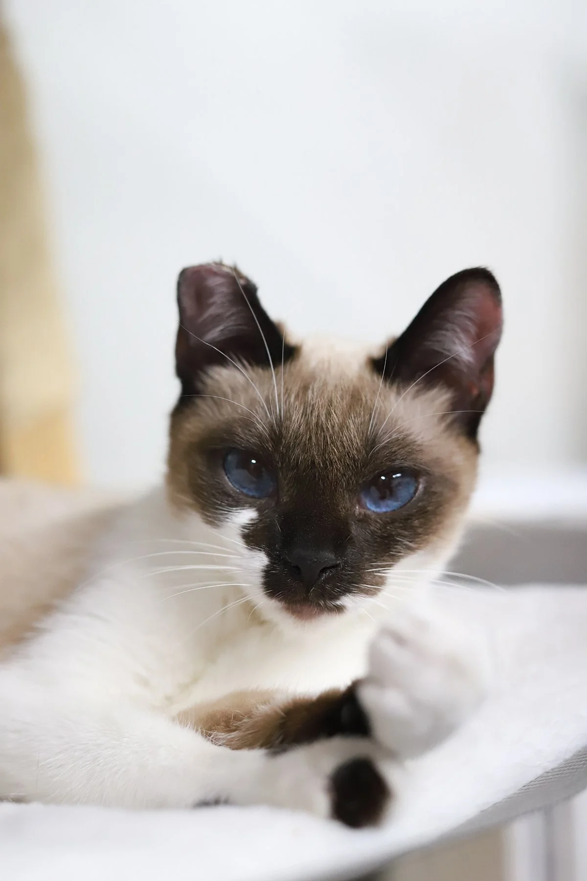 A siamese kitten with dark blue eyes gazes into the camera