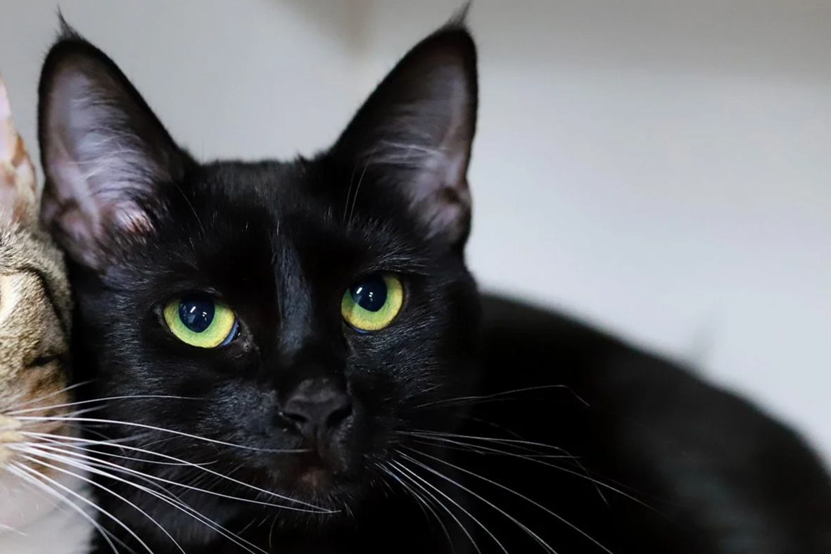a black cat with green eyes reclines and looks sideways at the camera