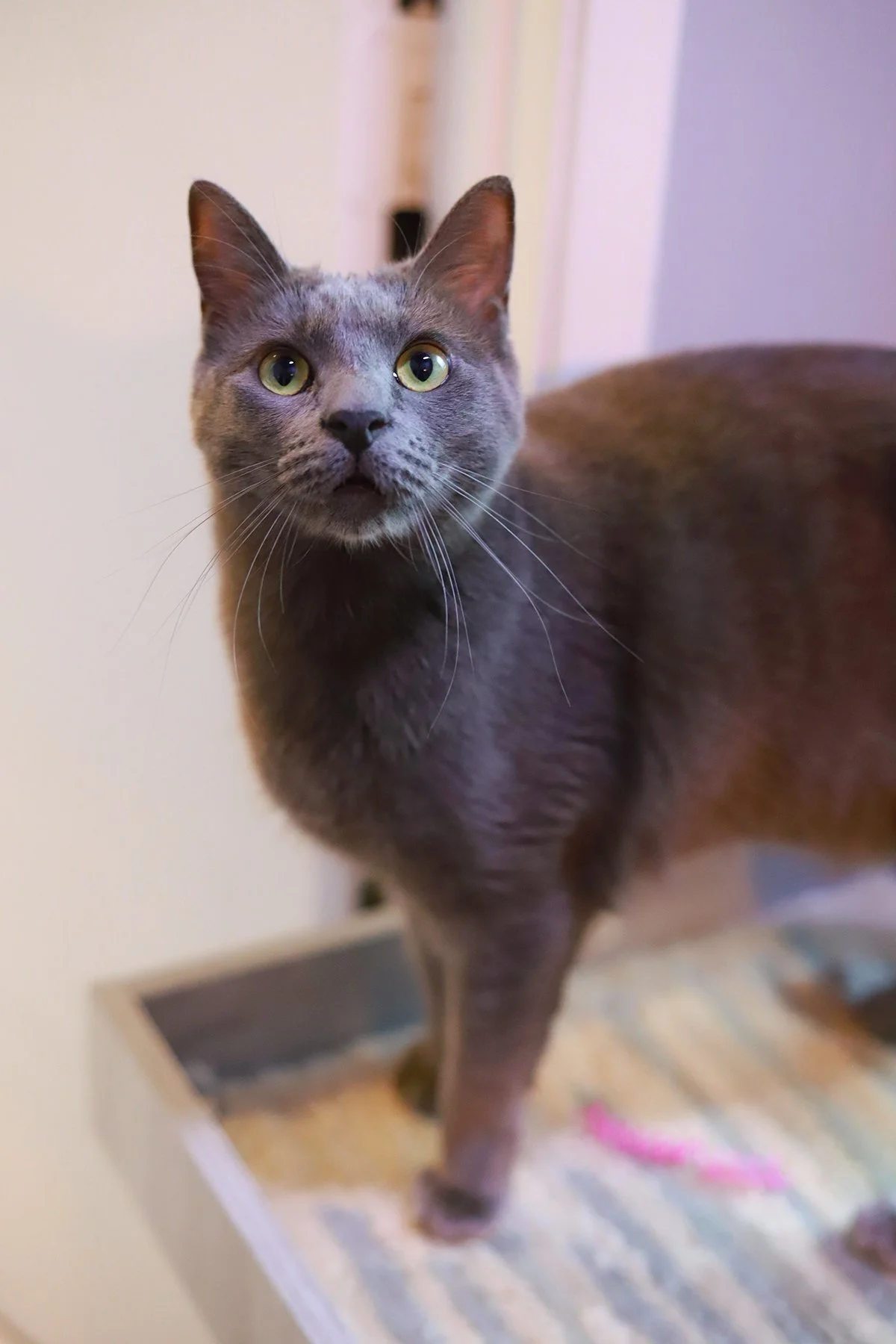 a sly looking grey kitty with a big muzzle