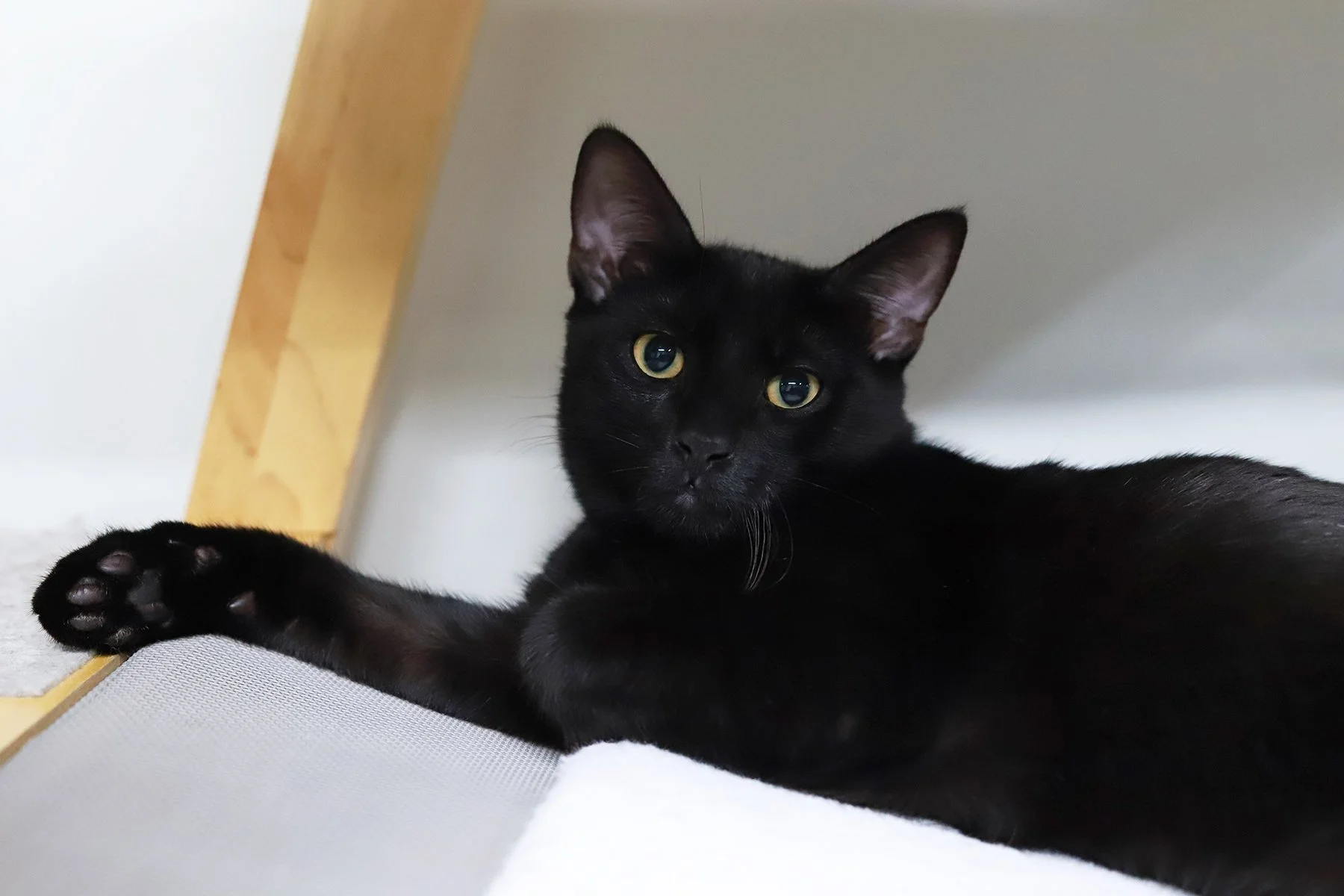 a black kitten with gold eyes holding a paw out 