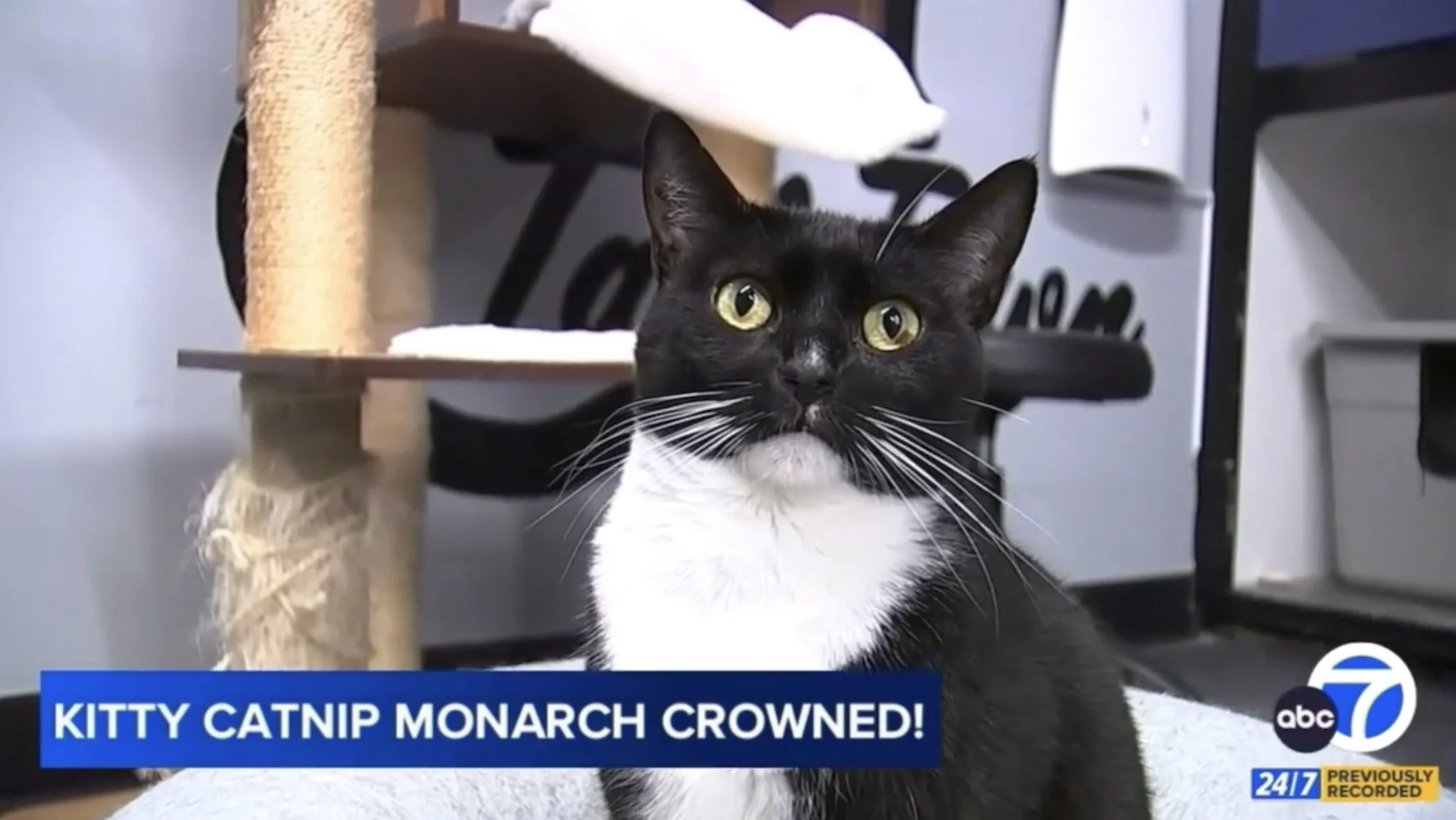 a black and white kitty looks into the camera
