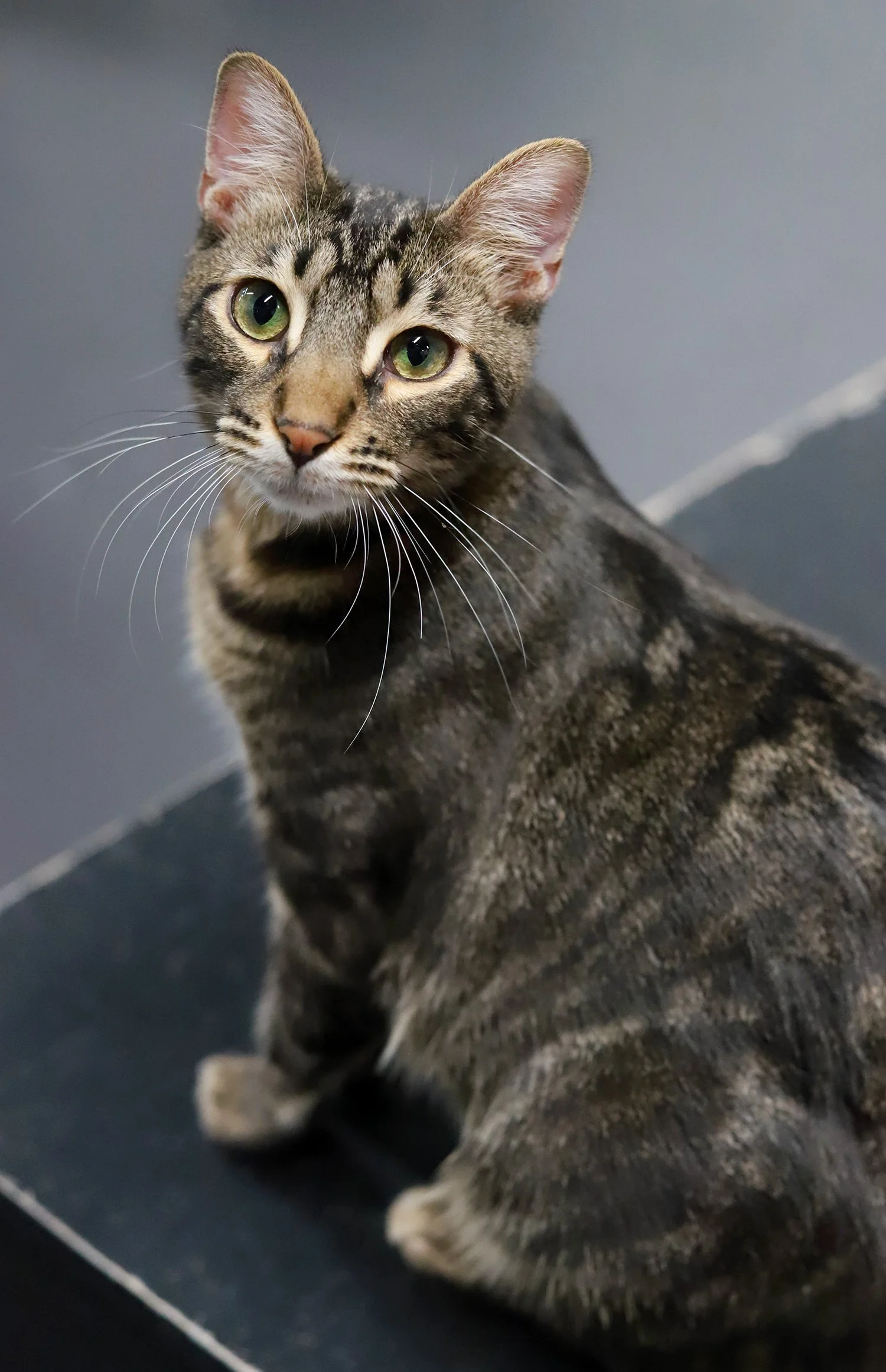 a brown tabby cat with green eyes