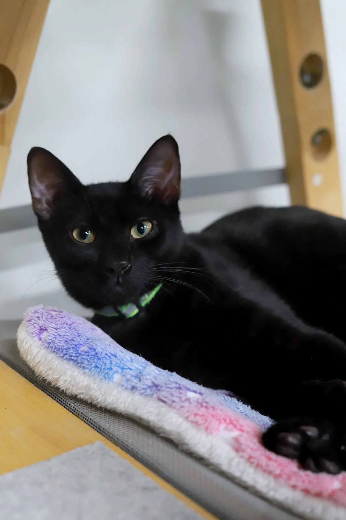 a little black kitten reclining, wearing a green collar