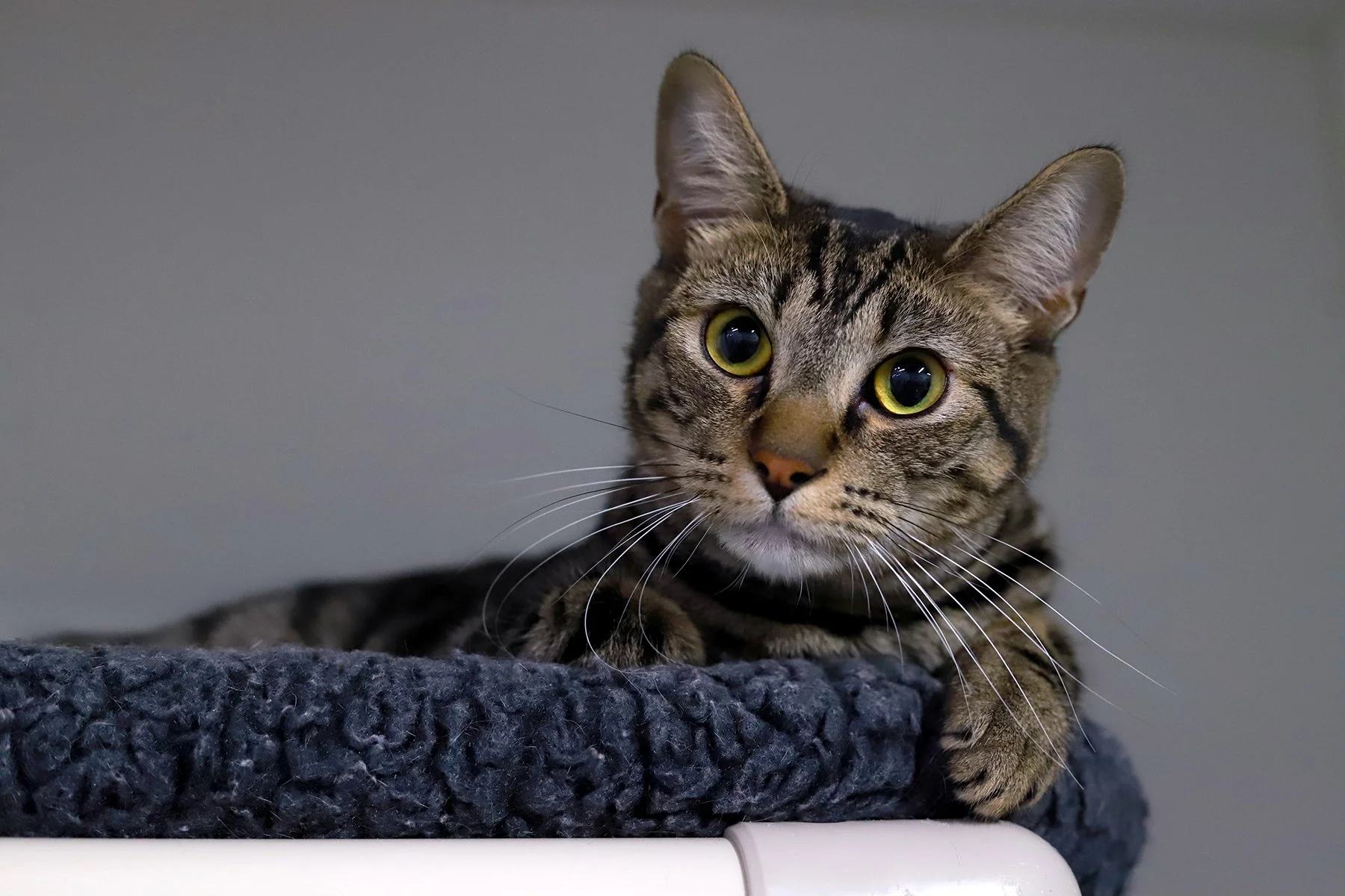 a brown tabby with an orange nose, relaxes in a grey fuzzy bed