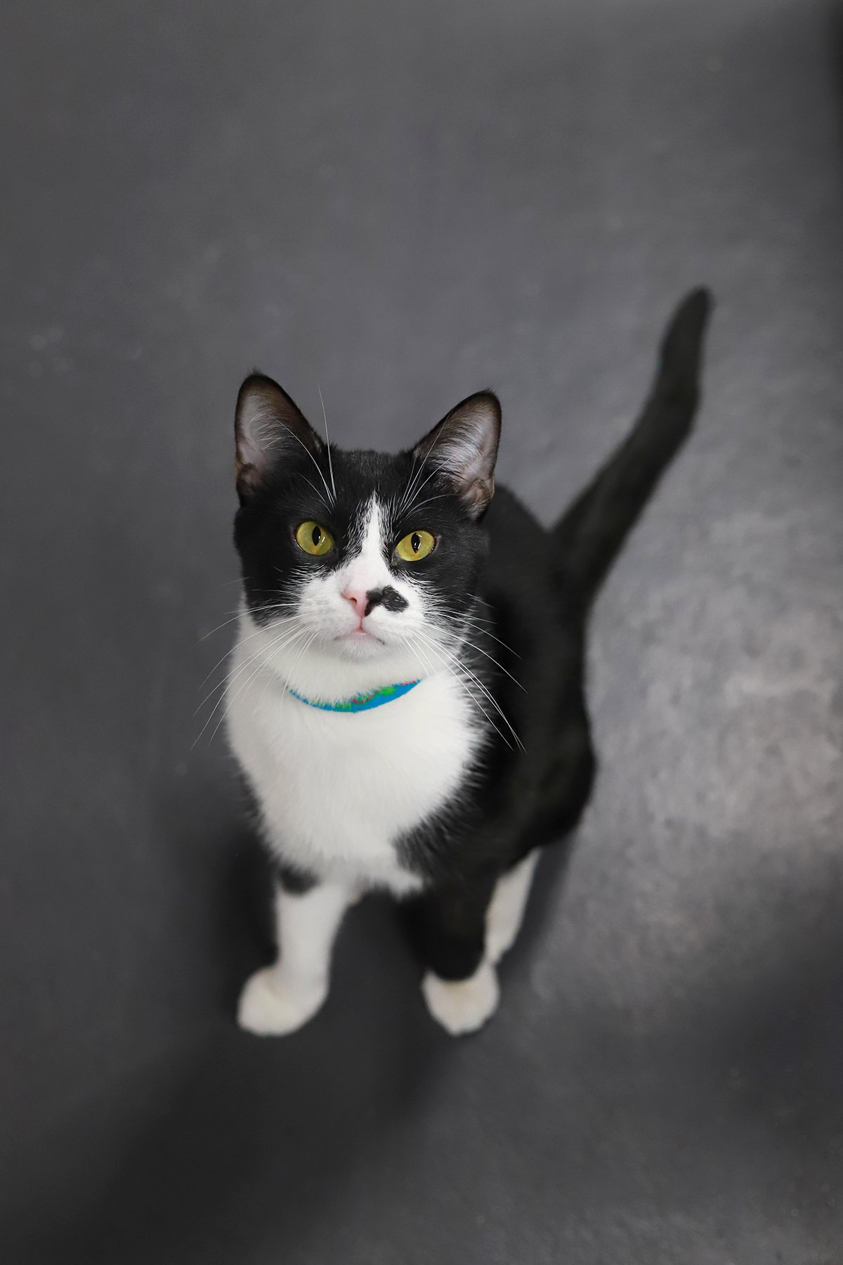 A black and white tuxedo cat with a black beauty mark on his nose