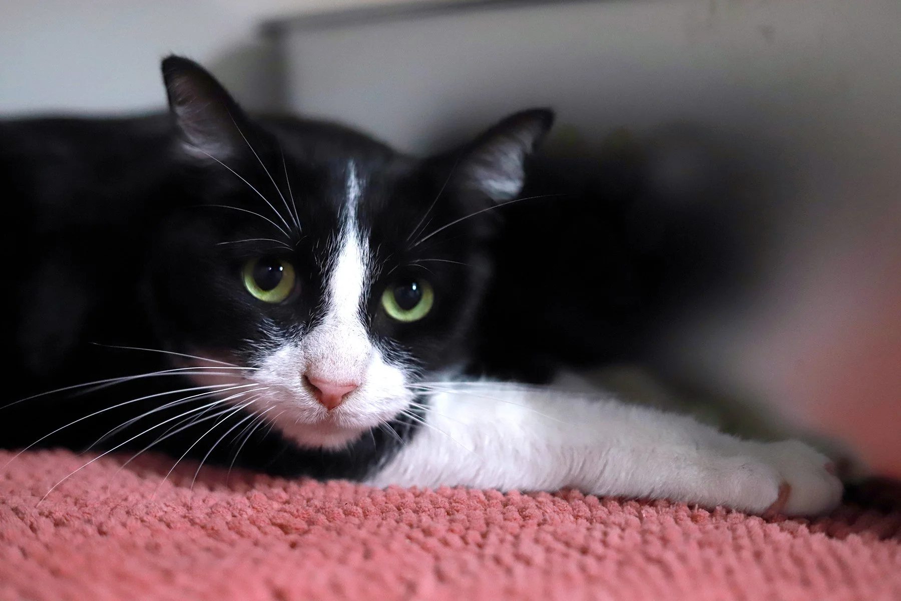 a black and white cat stretched out on a pink mat