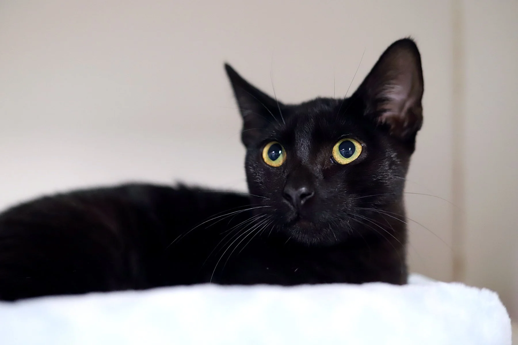 a little black kitten looks up with green eyes