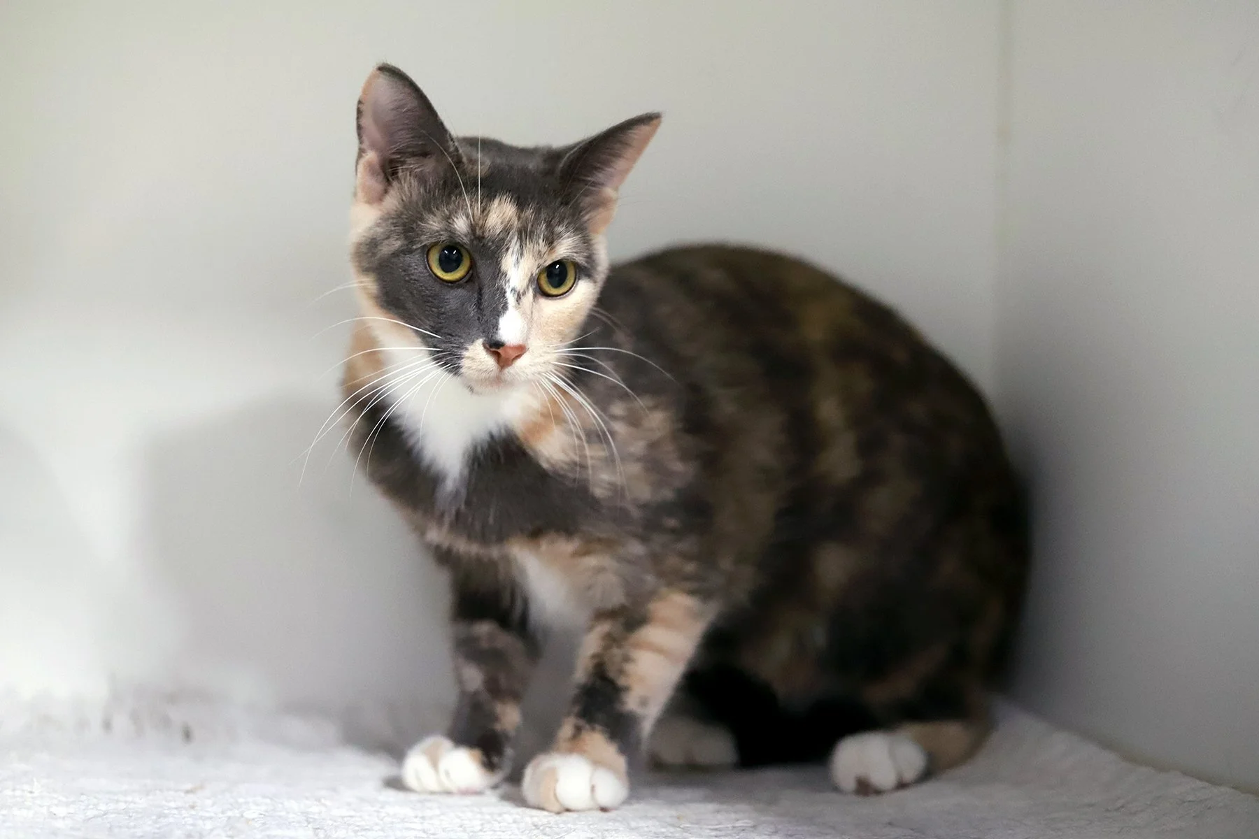 A dilute calico kitten, sitting up right in a white space