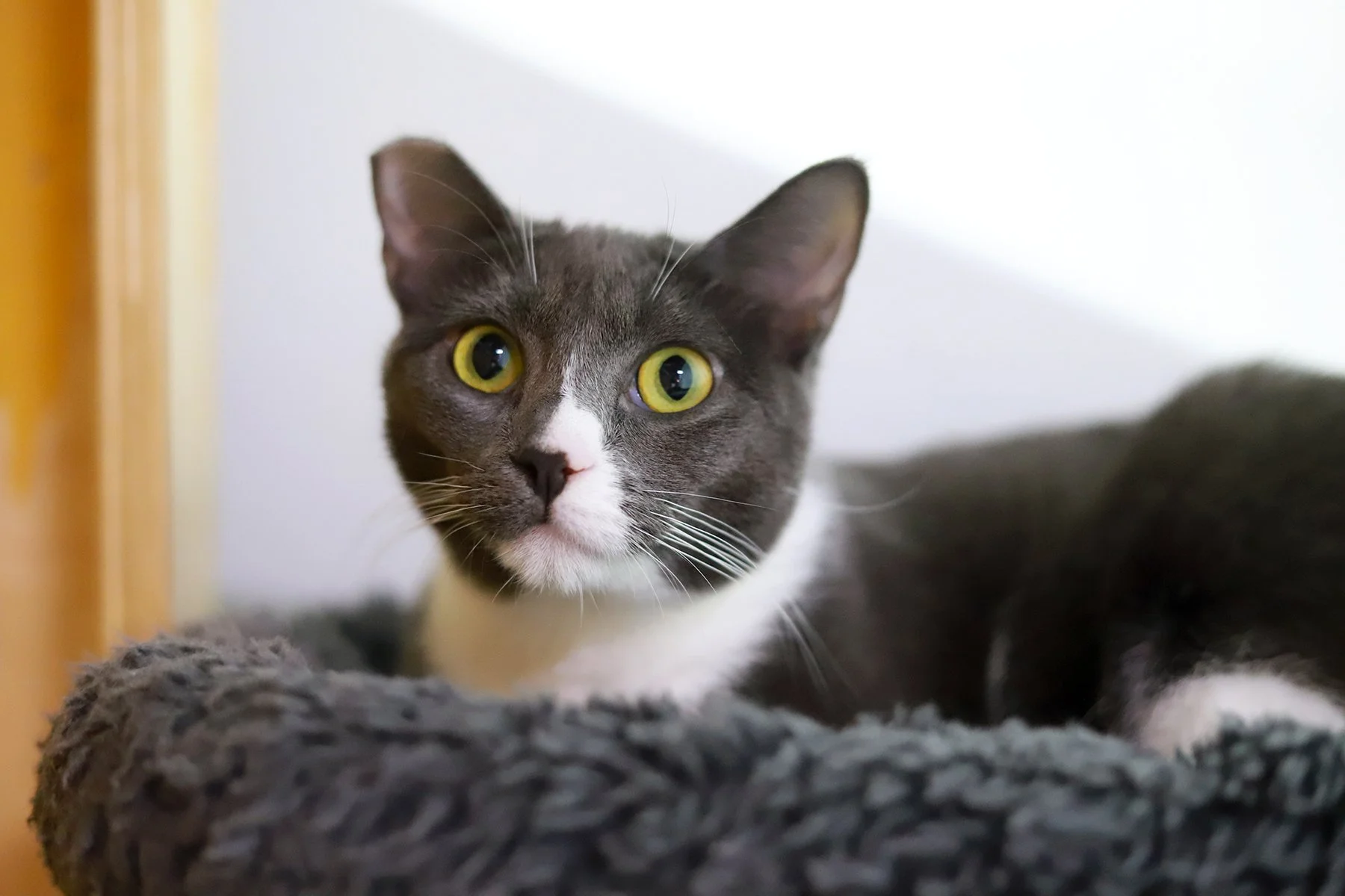 a grey and white cat with yellow eyes, sits in a grey fuzzy bed