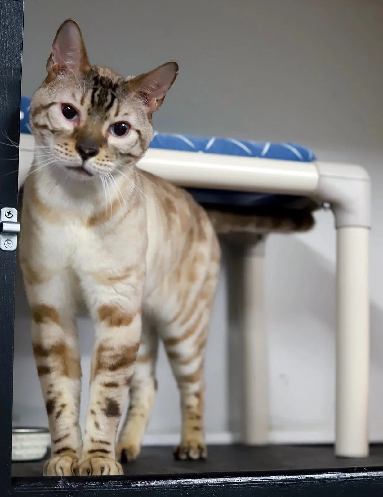 a white and tan tabby looks nervously at the camera