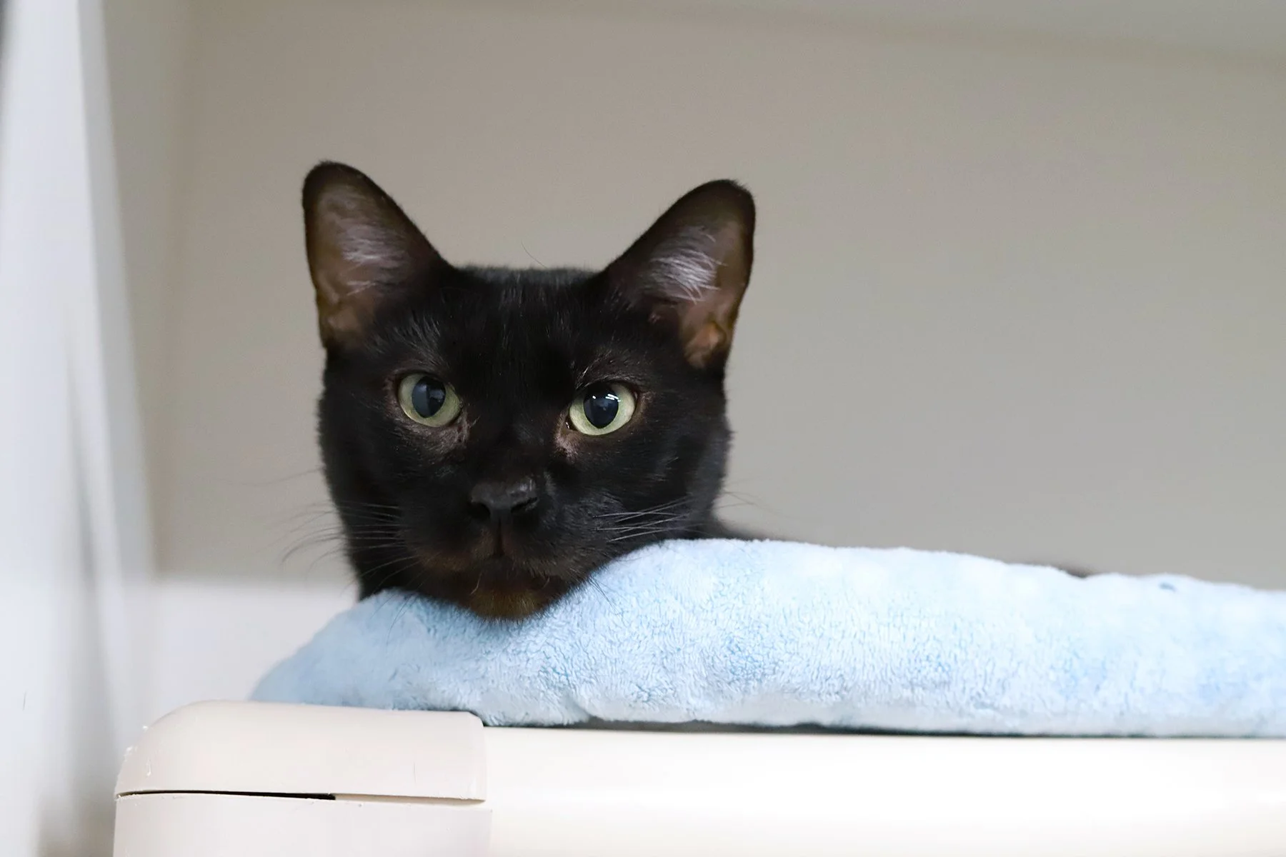 a black cat peering over a blue bed