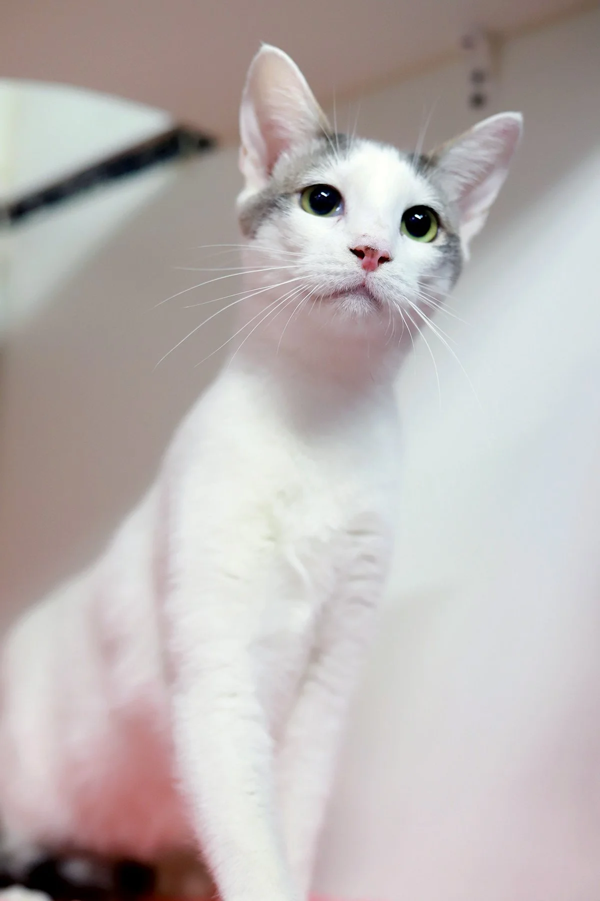a little white cat looks off camera