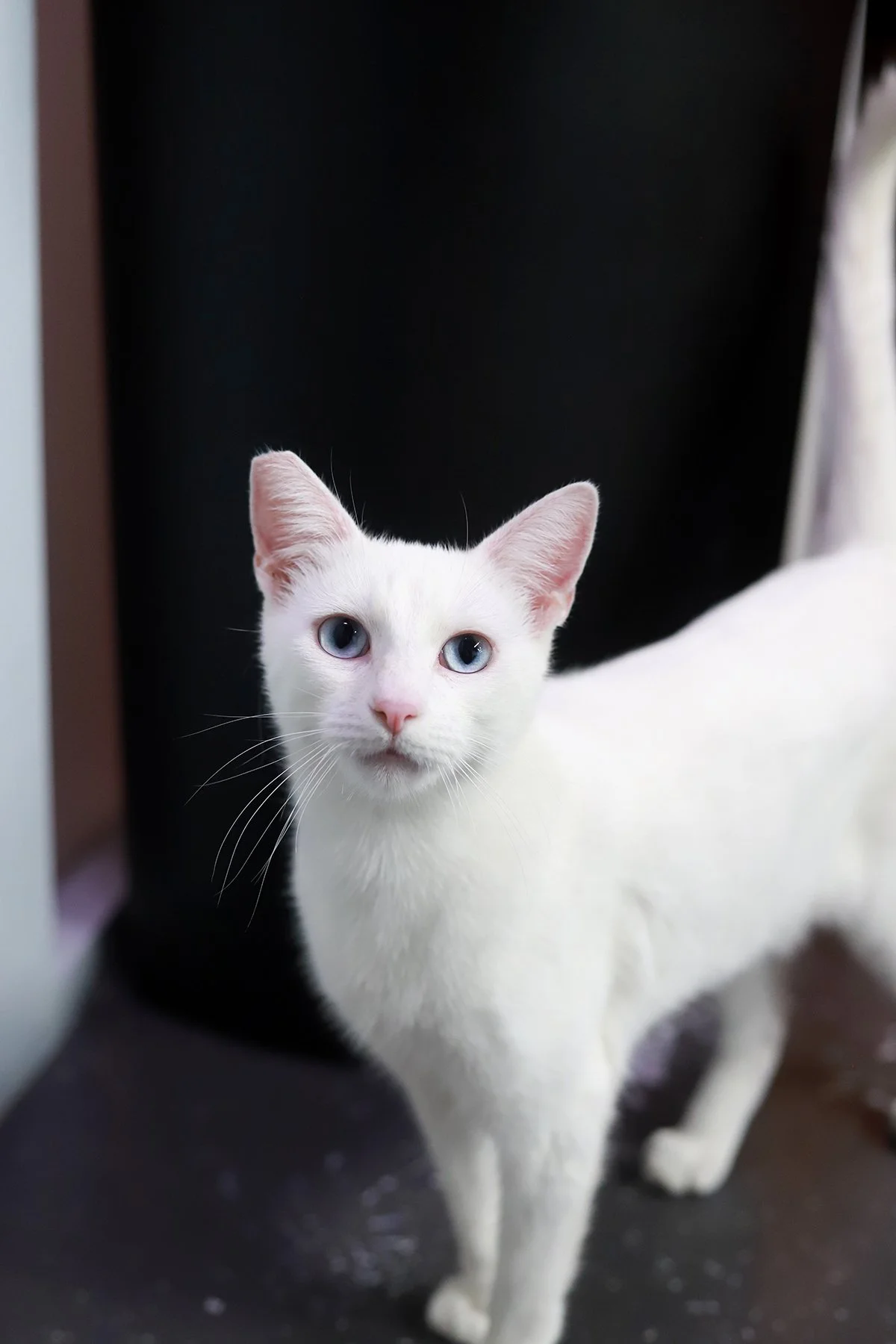 a white kitty on a blue bed